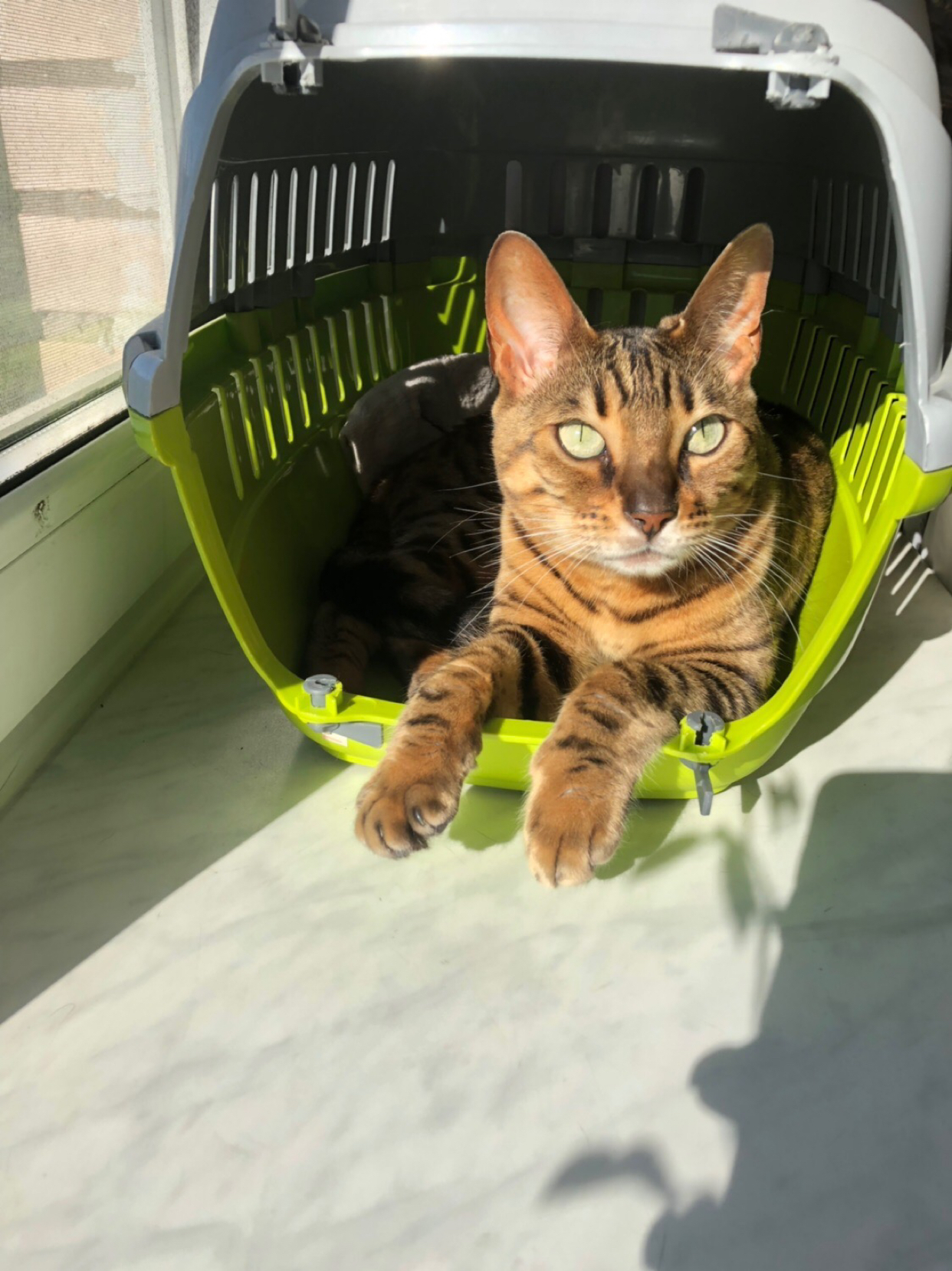 Quarantine is quarantine, and tanning is on schedule - Bengal cat, Milota, Tan, cat