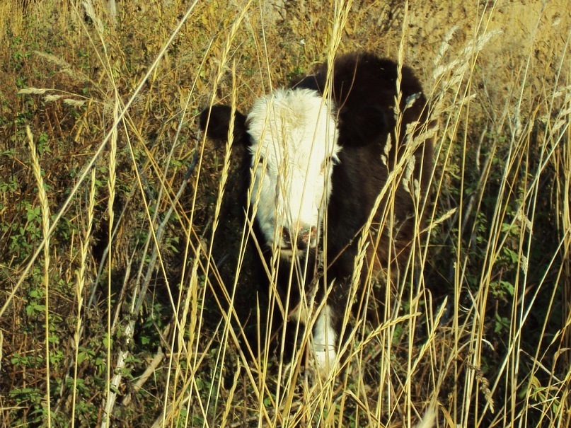 Village - My, Village, The nature of Russia, Cow, Church, The photo, Provinces, Longpost