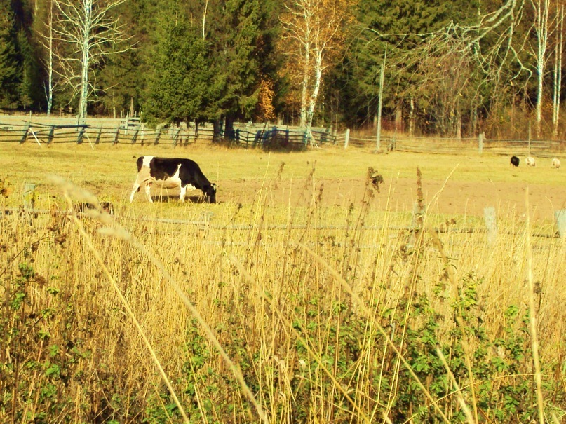 Village - My, Village, The nature of Russia, Cow, Church, The photo, Provinces, Longpost