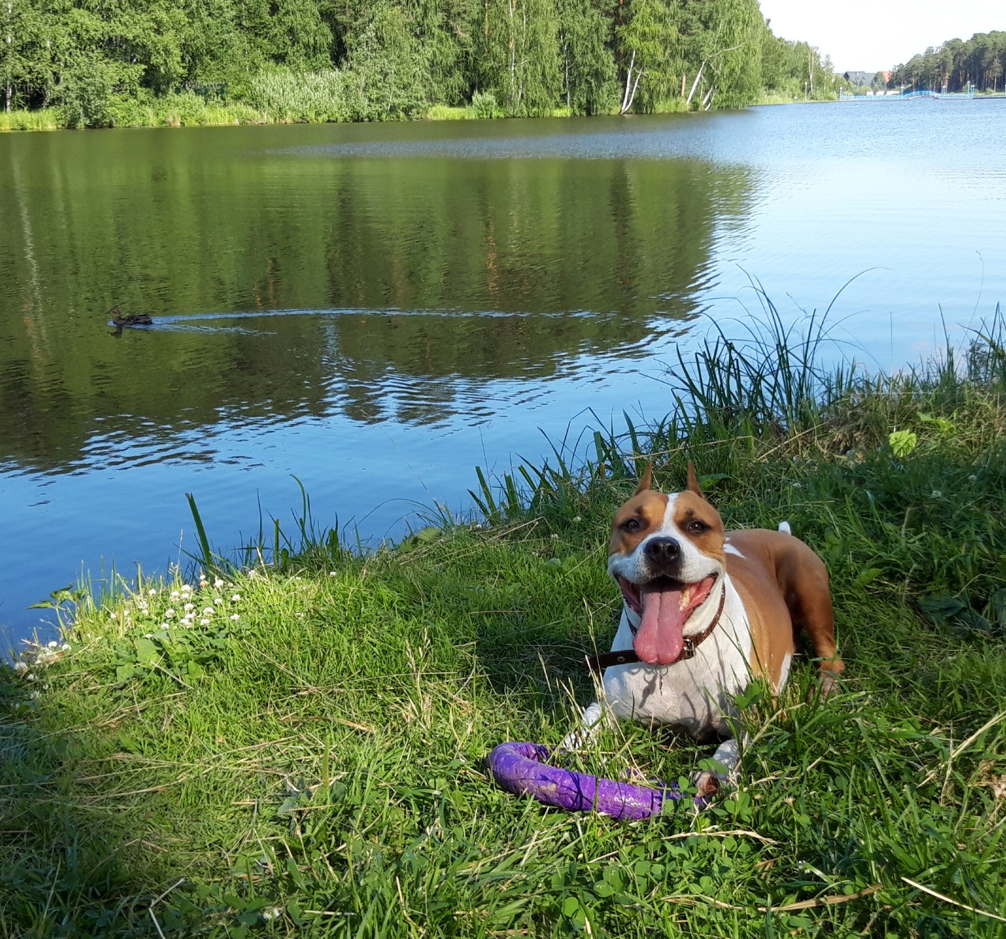 How a 14-year dream came true. It was and became - My, Amstaff, Before and after, Longpost, It Was-It Was, Dog