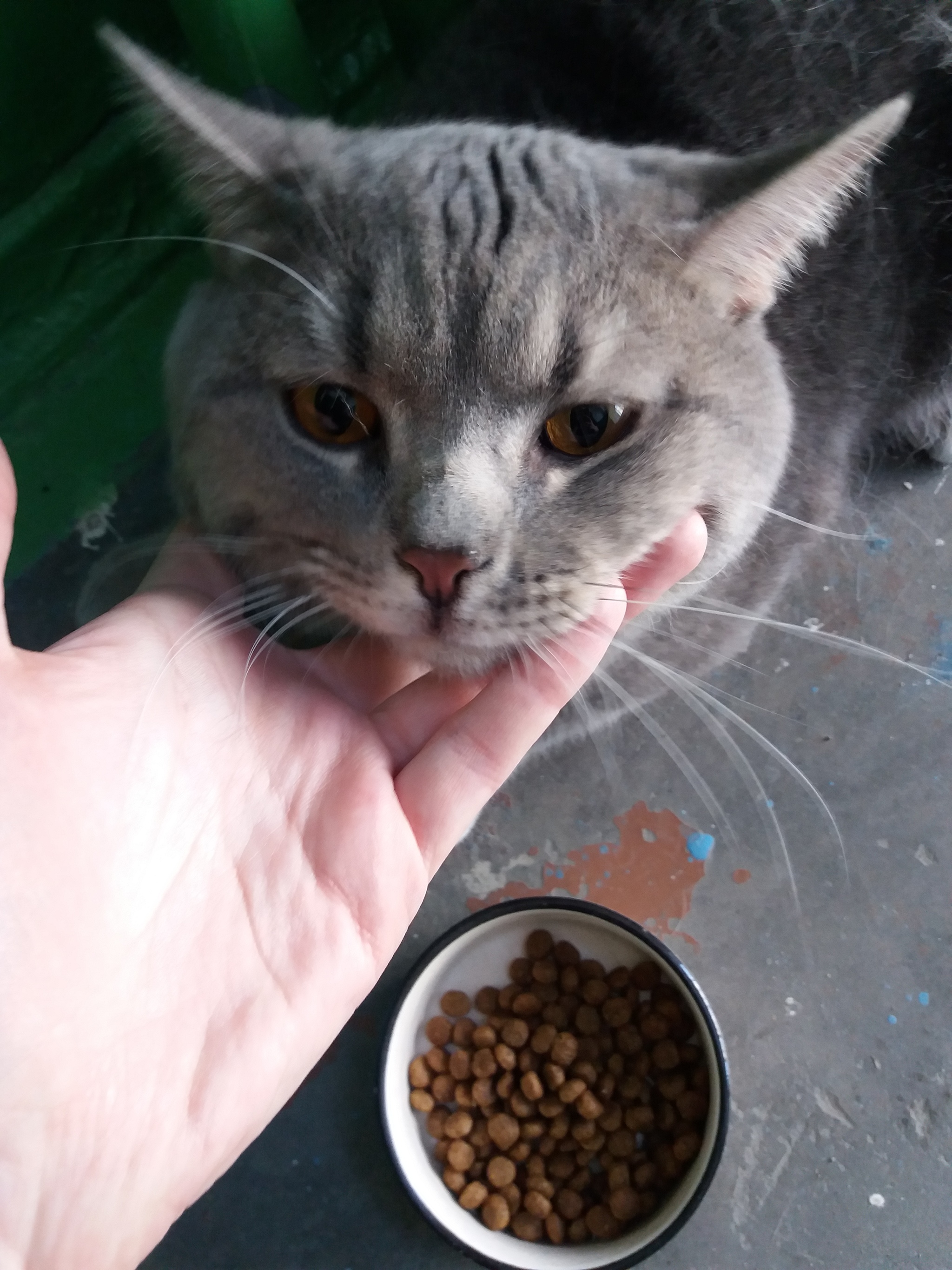 Tomsk cat found [Owners found] - My, Tomsk, No rating, Lost, cat, Longpost, In good hands