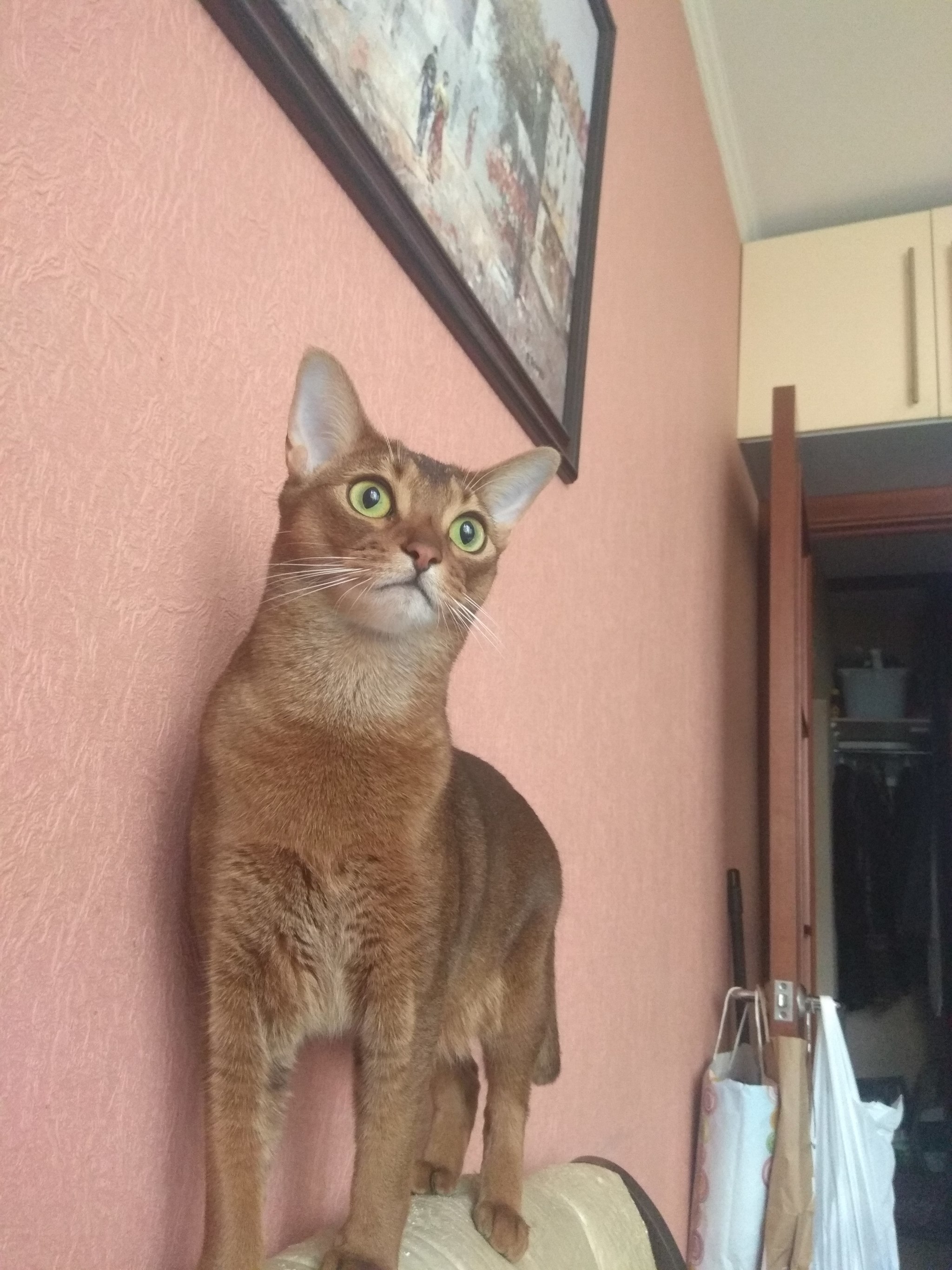 It was - it became - My, cat, Abyssinian cat, It Was-It Was, Longpost