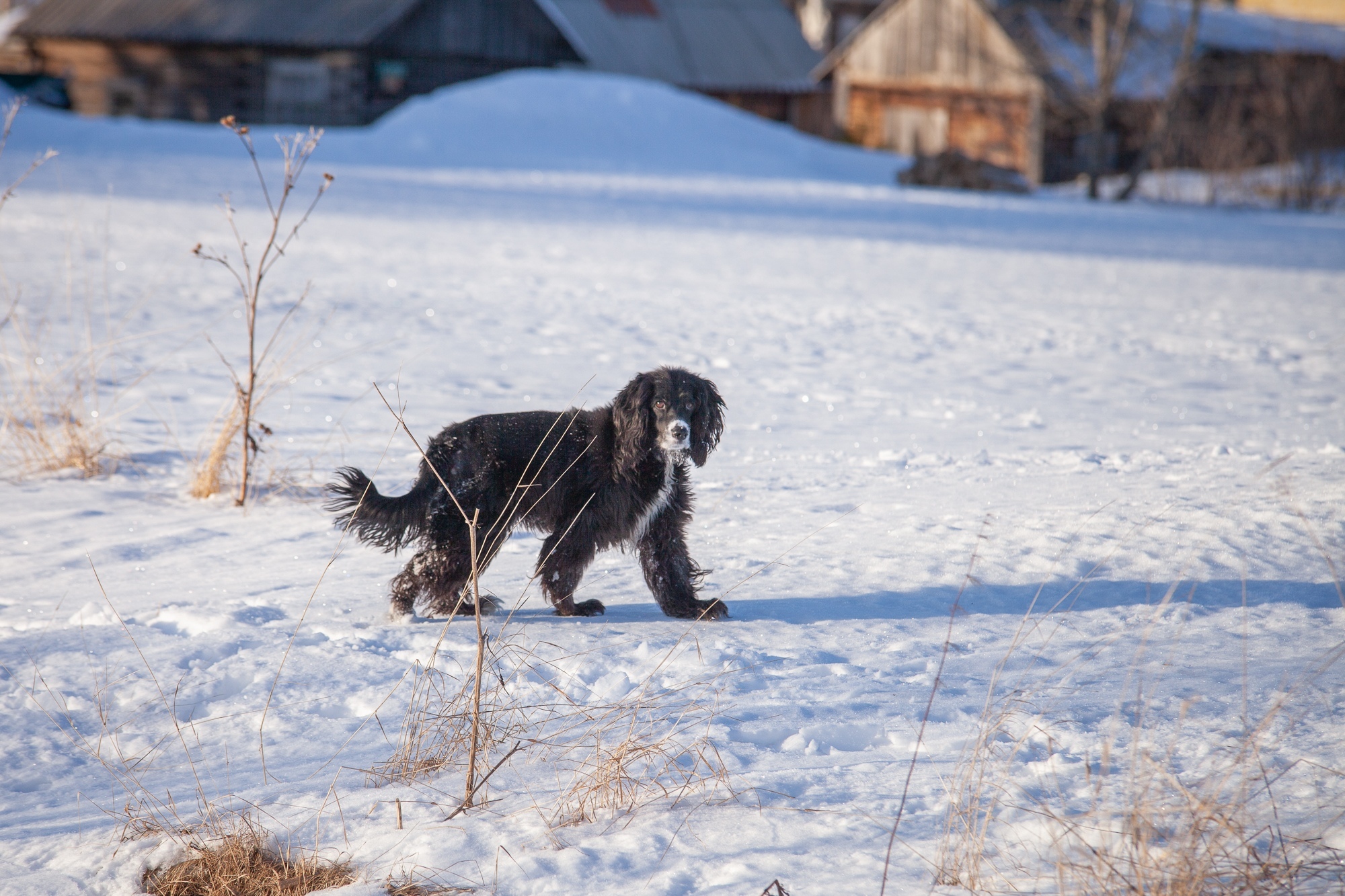 It was - it became, my two cents - Dog, Spaniel, It Was-It Was, Стрижка, Longpost