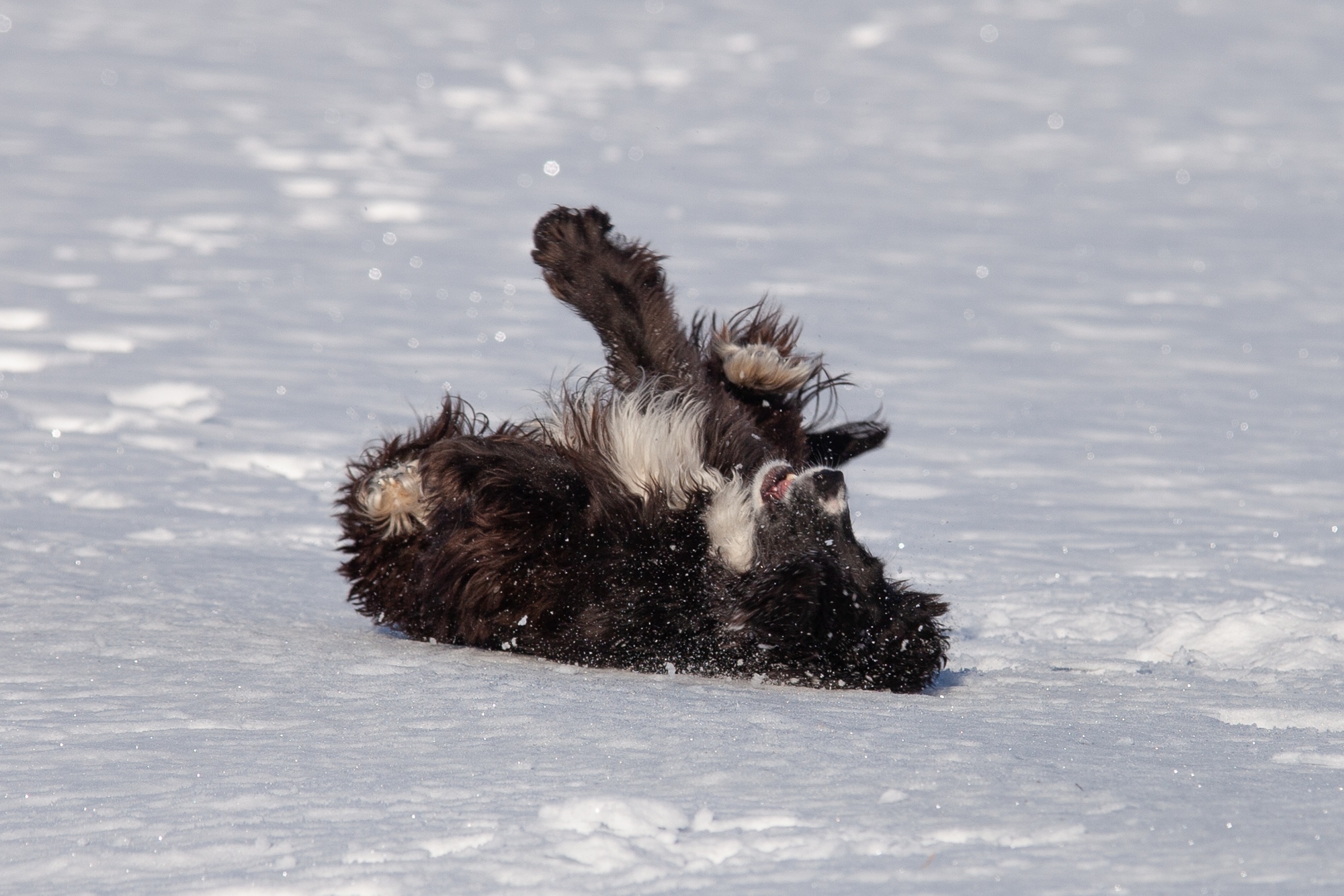 It was - it became, my two cents - Dog, Spaniel, It Was-It Was, Стрижка, Longpost