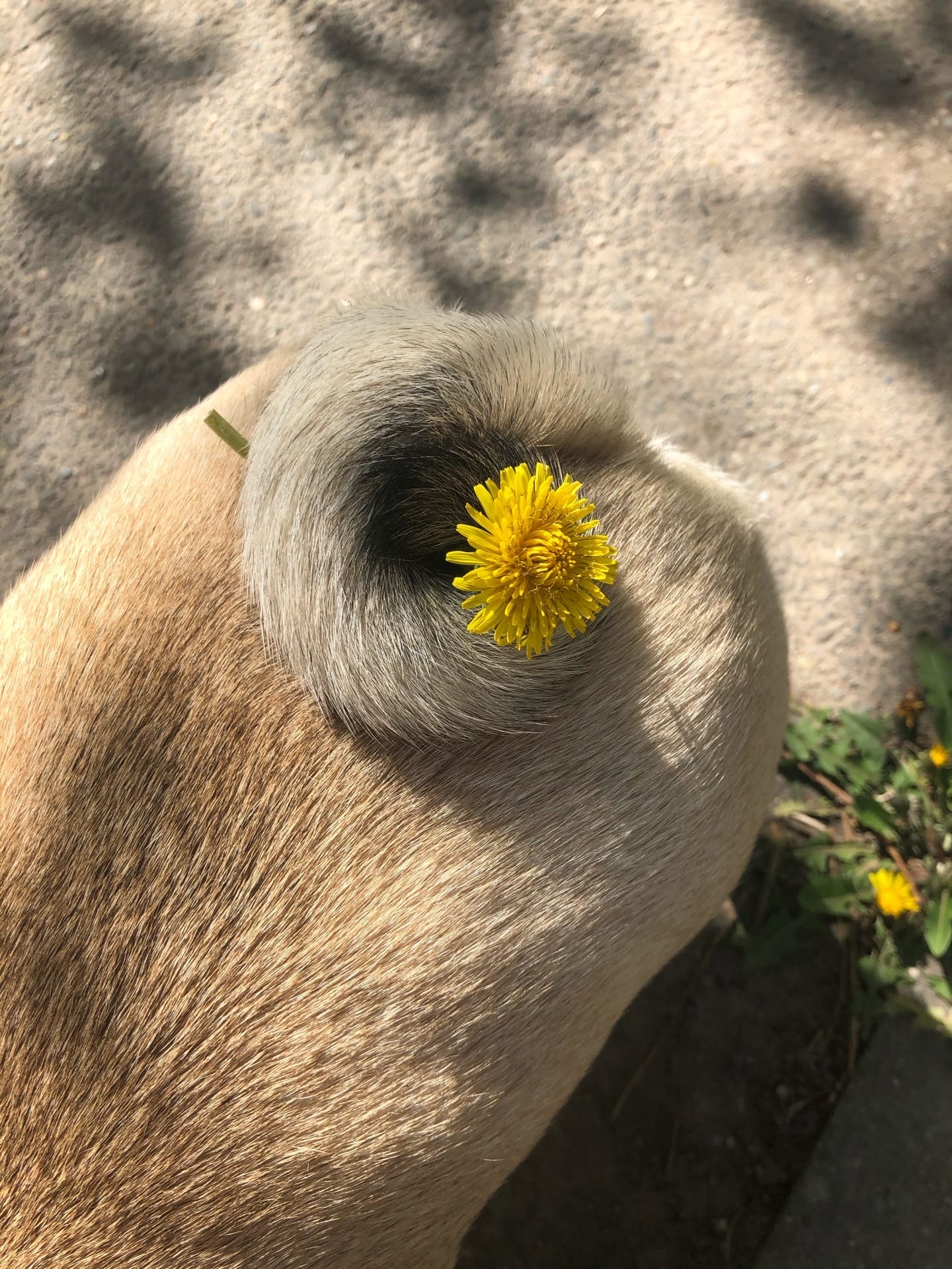 Not about the crown - My, Pug, Spring, Dog