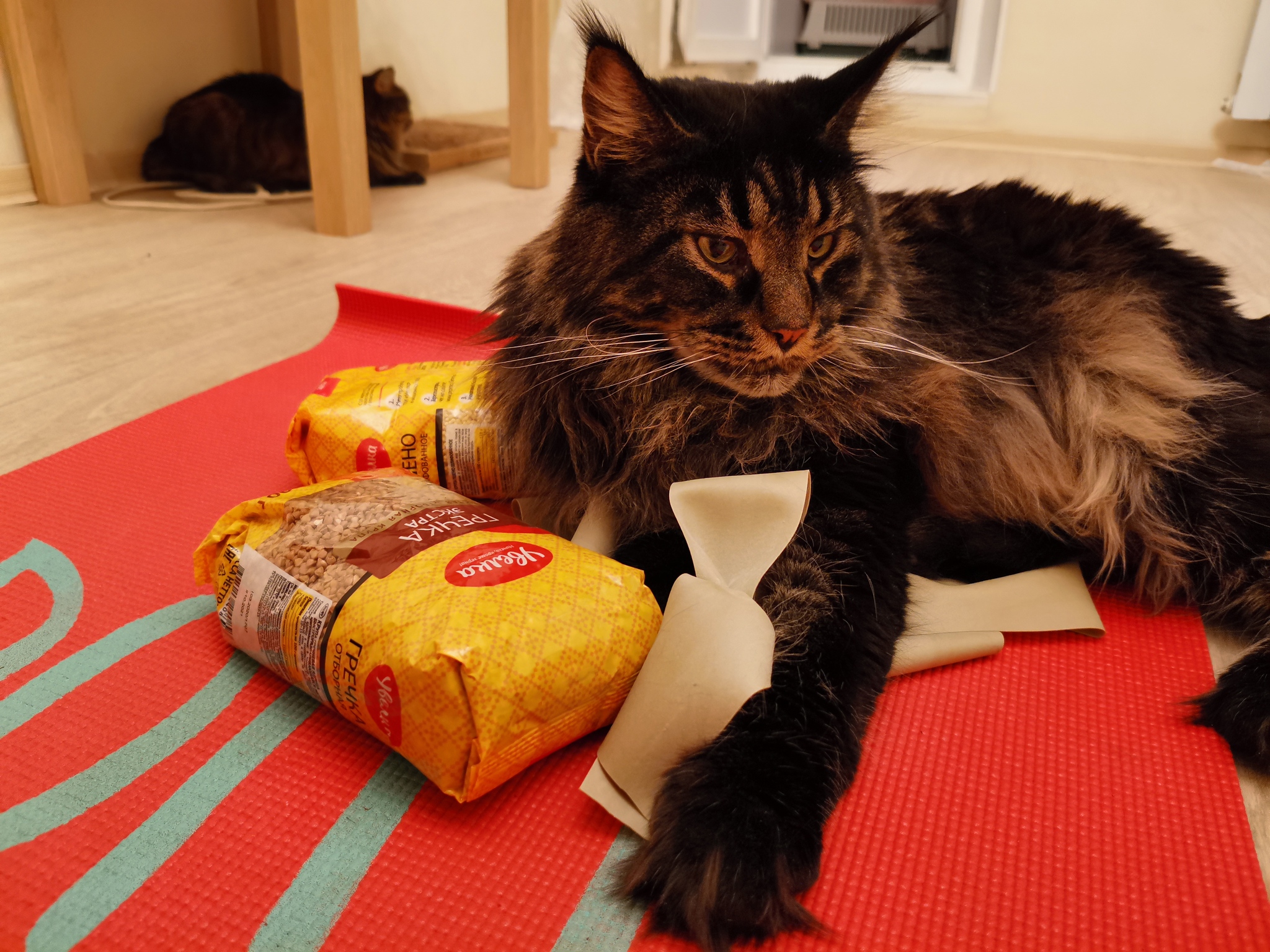 Exercise-training - My, cat, Maine Coon, Buckwheat, Workout, Longpost