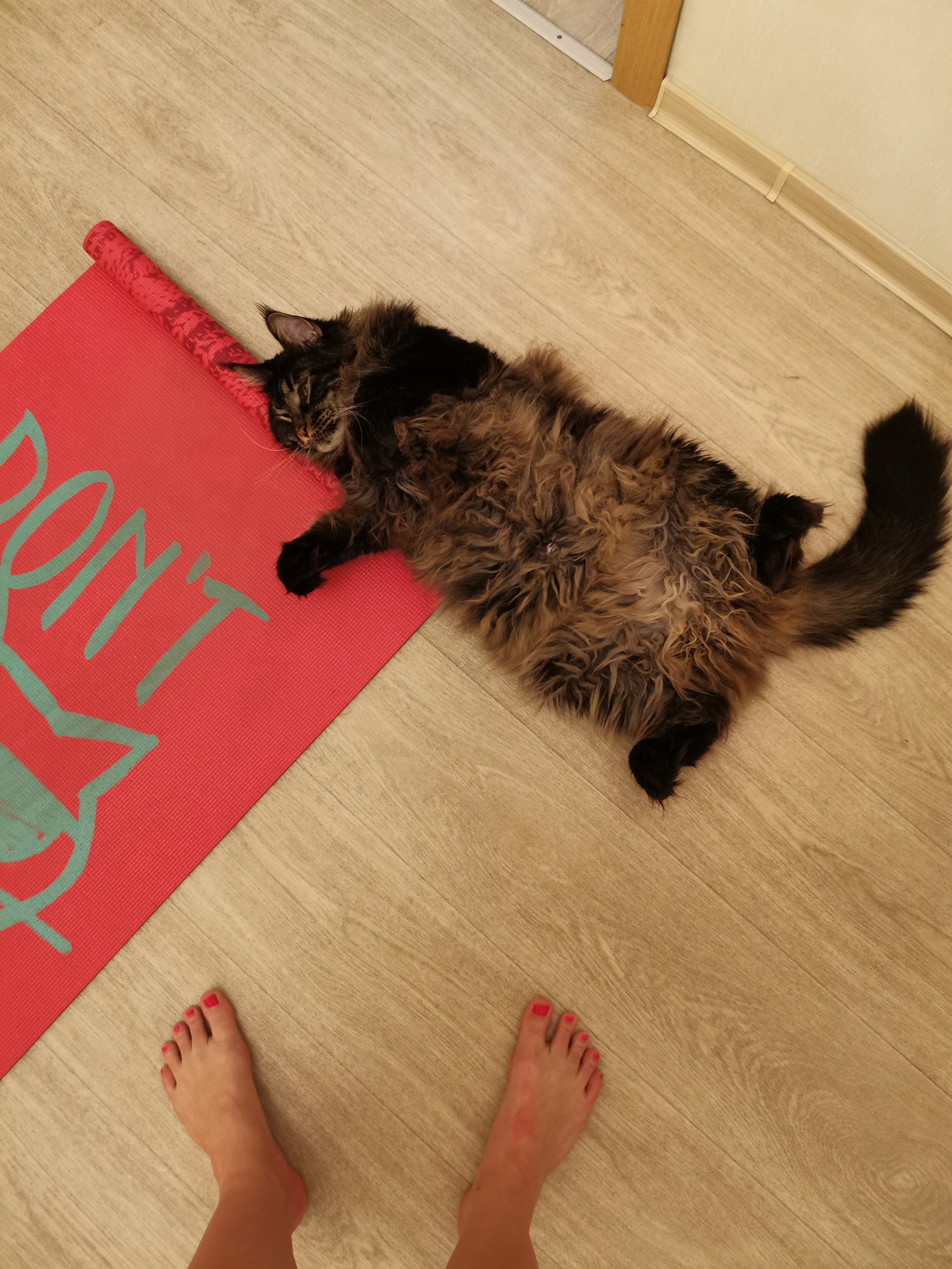 Exercise-training - My, cat, Maine Coon, Buckwheat, Workout, Longpost