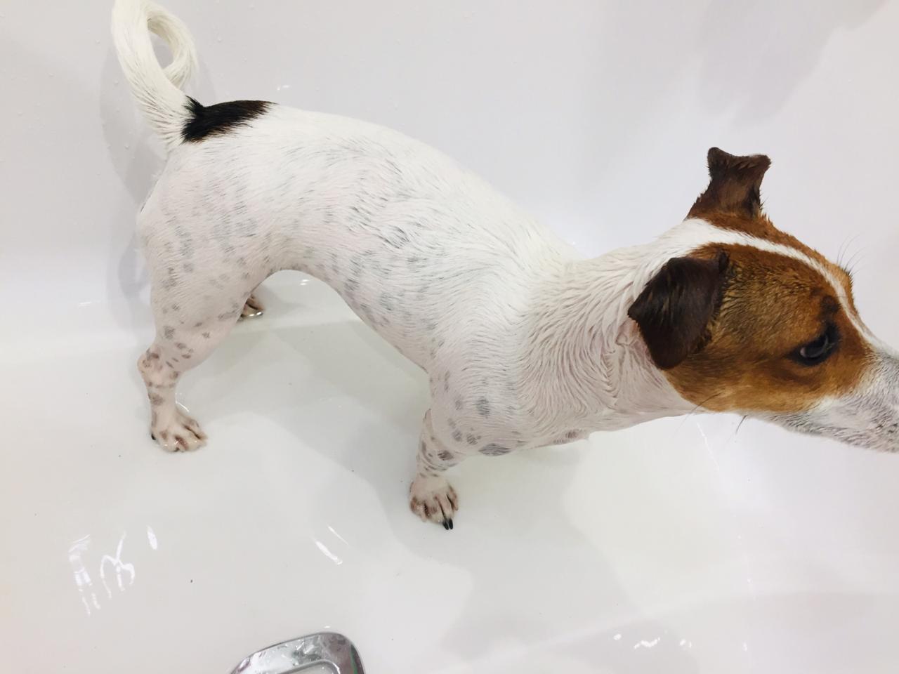 When your Jack Russell is a Dalmatian at heart - My, Jack Russell Terrier, Stains, Pets, Dog, Longpost