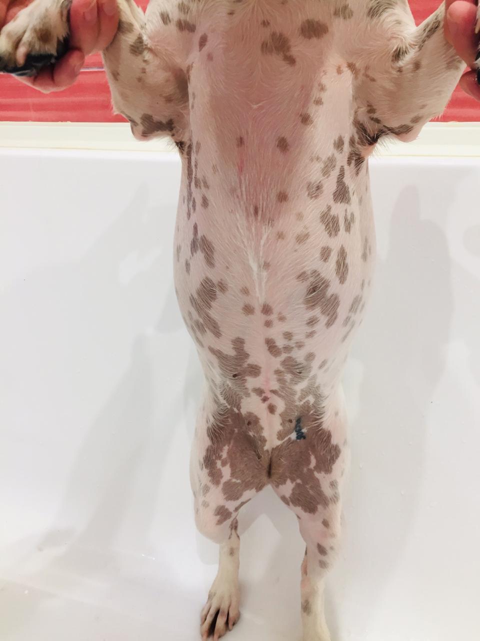 When your Jack Russell is a Dalmatian at heart - My, Jack Russell Terrier, Stains, Pets, Dog, Longpost