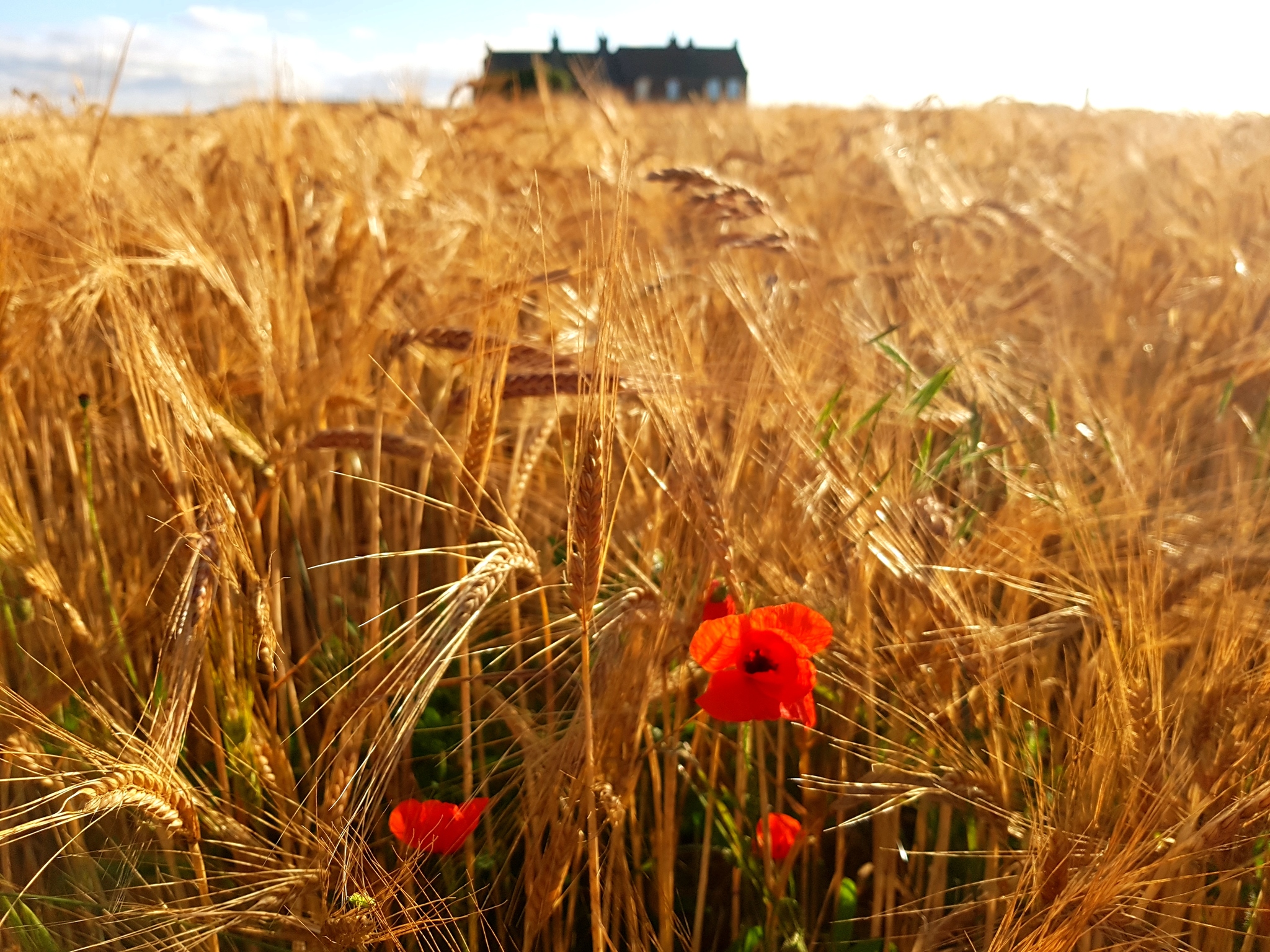 Golden field - My, Nature, The photo, Poppy, Landscape, Longpost