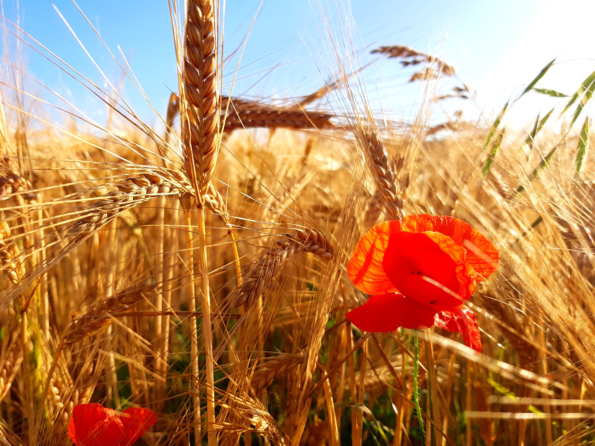 Golden field - My, Nature, The photo, Poppy, Landscape, Longpost