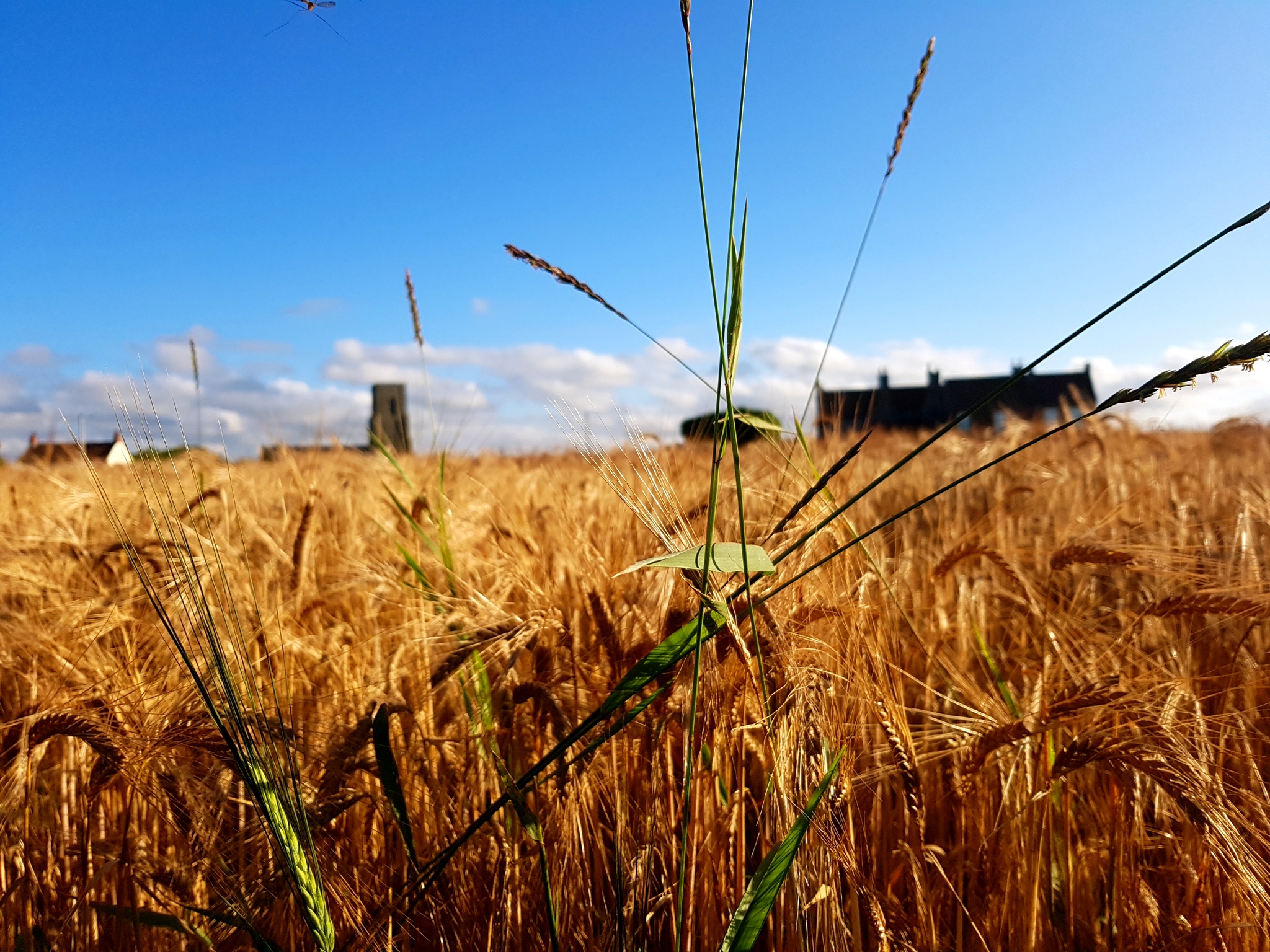 Golden field - My, Nature, The photo, Poppy, Landscape, Longpost