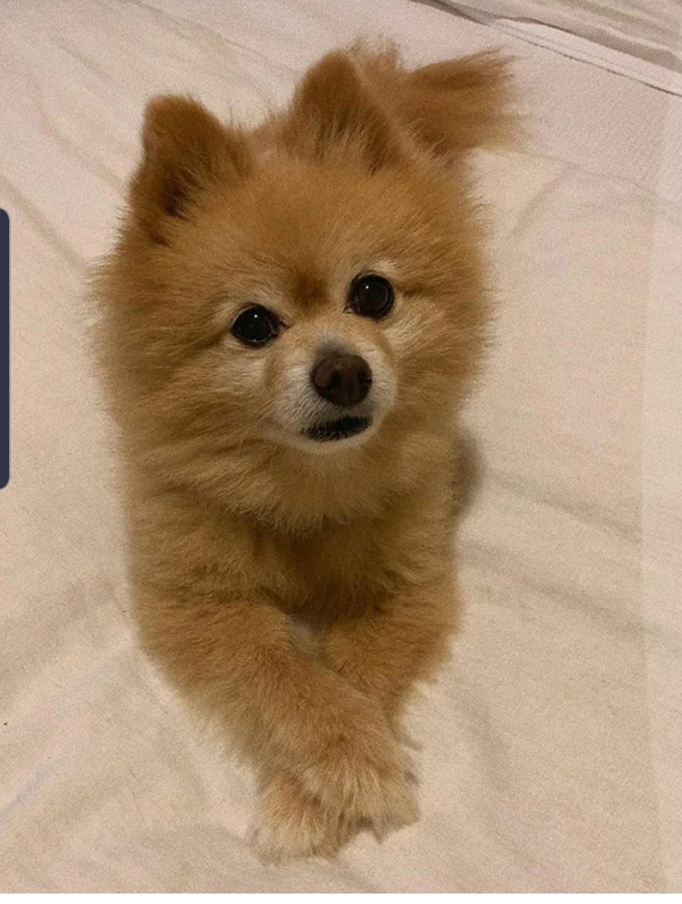 He was a dog, but became a rabbit: the owner decided to cut the dog’s hair herself during quarantine - Dog, Pomeranian, Стрижка, Awkward moment, Failure, Longpost