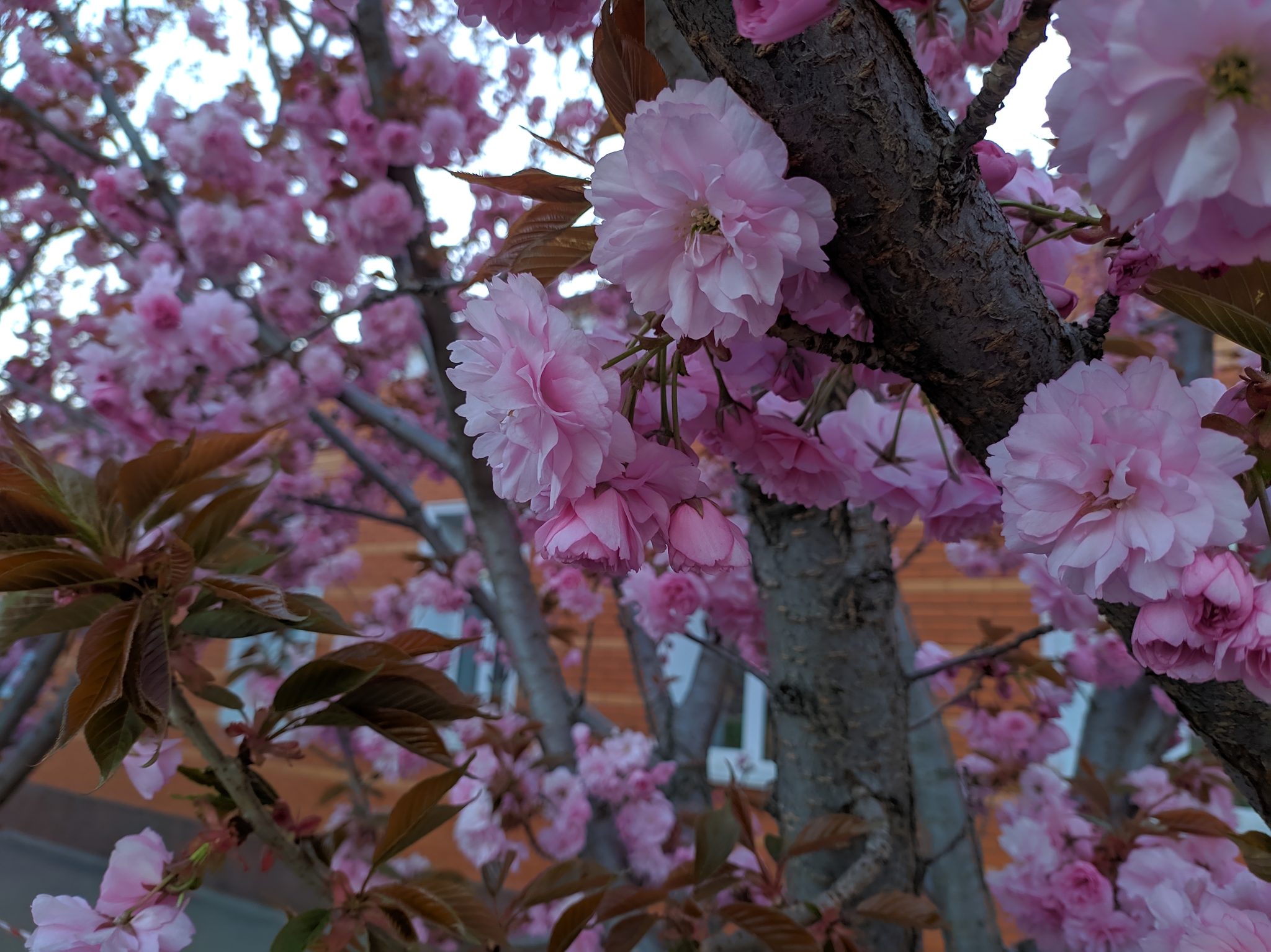 Sakura in Poltava - My, Spring, Poltava, Sakura, Quarantine, Longpost