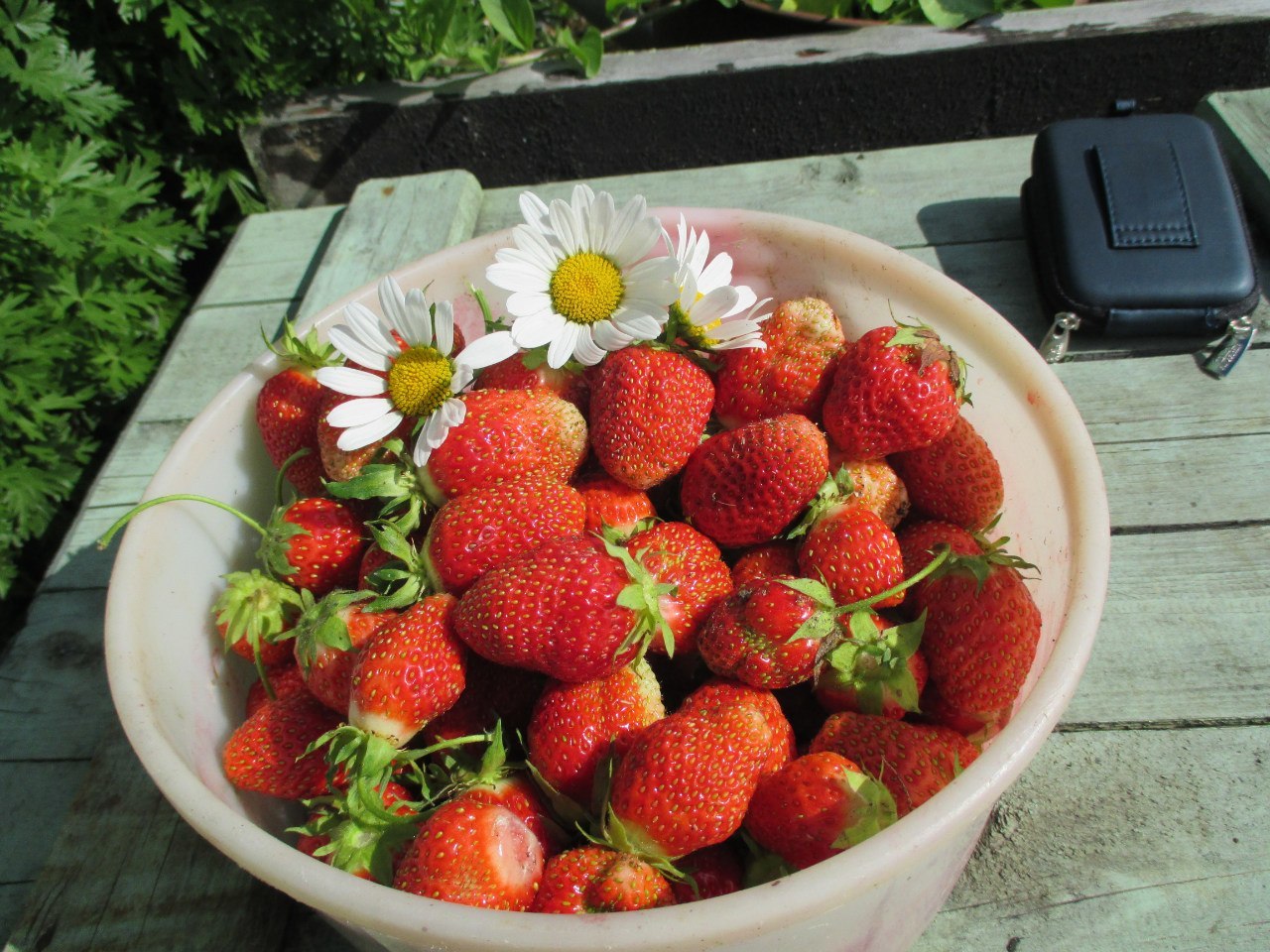 Vitamins) - Berries, Strawberry (plant), Strawberry, Gooseberry, The photo, Currant, Longpost