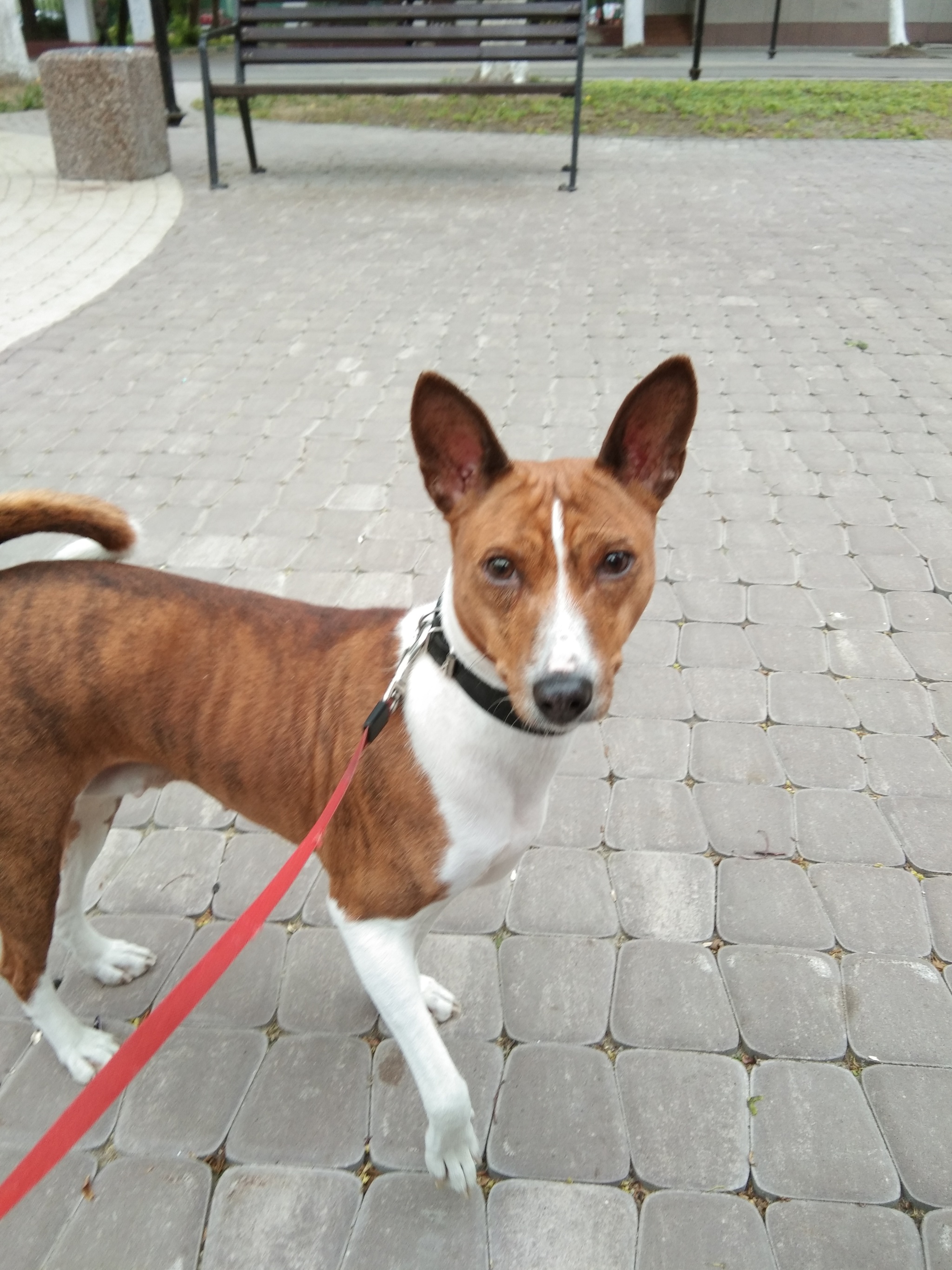 Dog devotion - My, Animals, Basenji, Self-isolation, Longpost, Dog