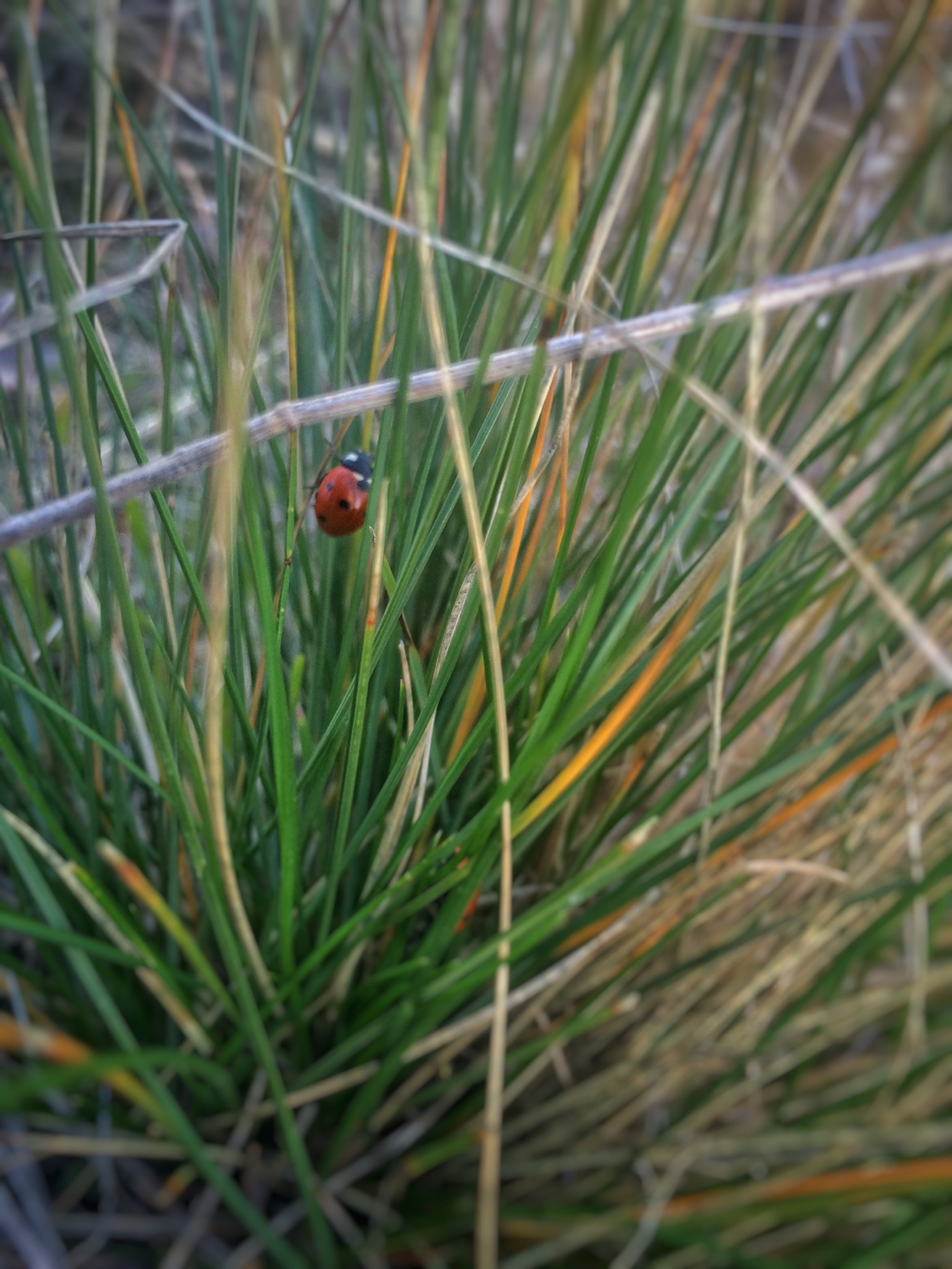 Weekend photo III - My, Nature, Longpost, Flowers, The photo, ladybug