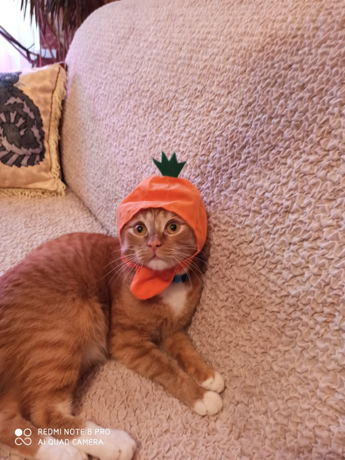 Vacation souvenir - My, Carrot, Souvenirs, cat