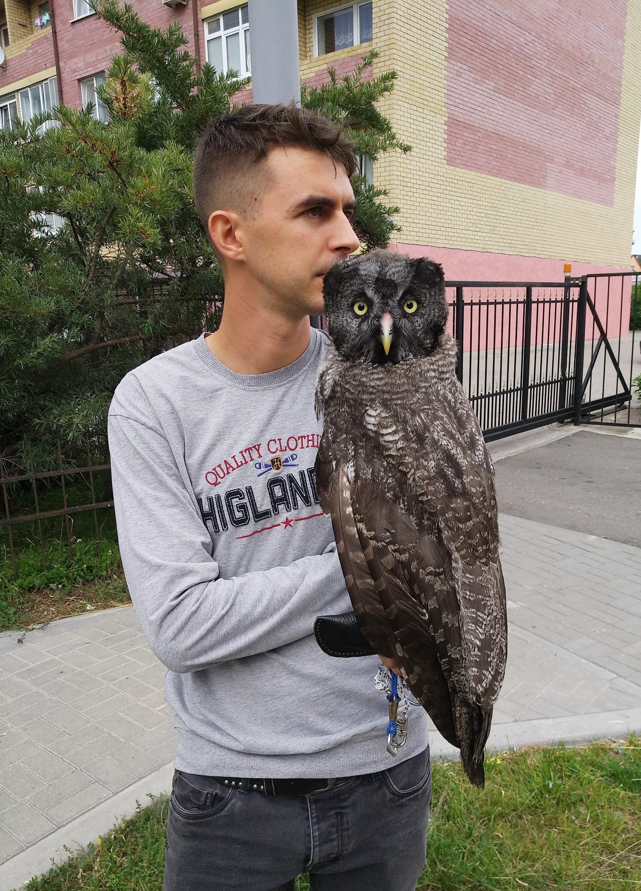 Было-стало. Бородатая неясыть Верона, или просто Вафля) - Моё, Сова, Было-Стало, Бородатая неясыть, Неясыть, Видео, Длиннопост