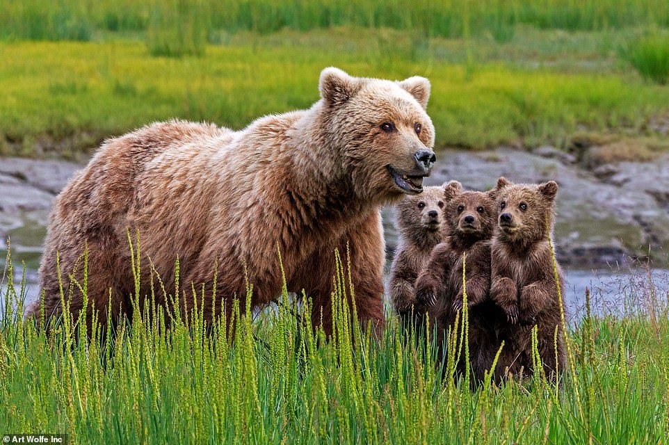 Triplets - The Bears, Young, Triplets