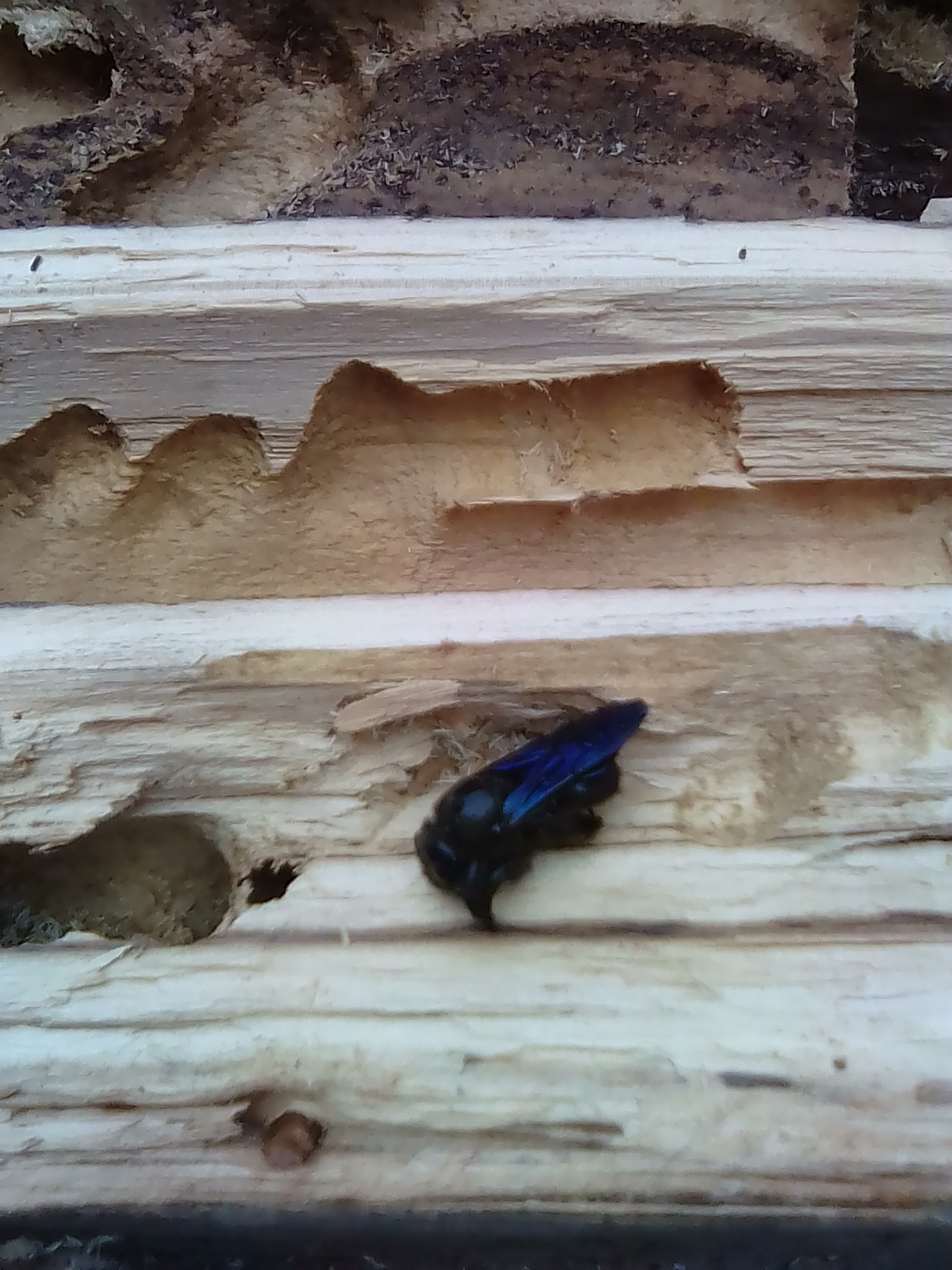 Carpenter Bee - My, Bees, Insects, Hive, Longpost