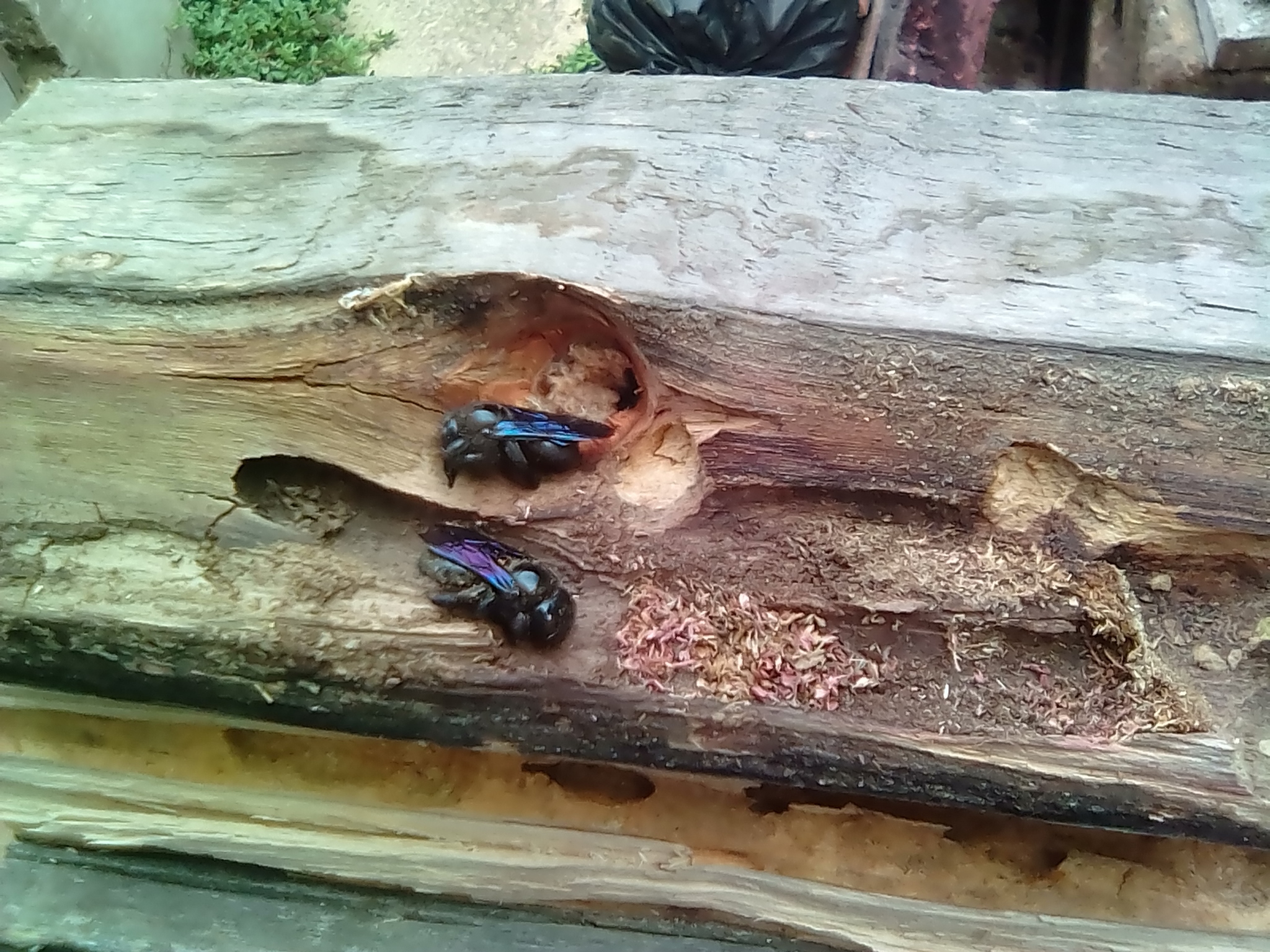 Carpenter Bee - My, Bees, Insects, Hive, Longpost