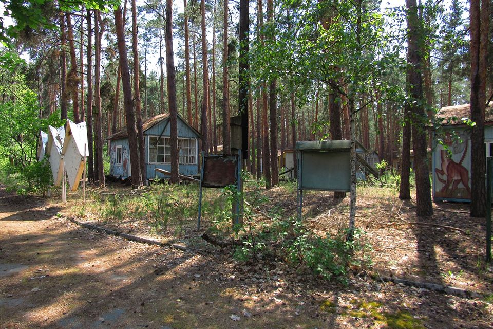 Fires in Chernobyl - My, Cat_cat, Chernobyl, Fire, Chernobyl, Pripyat, Video, Longpost