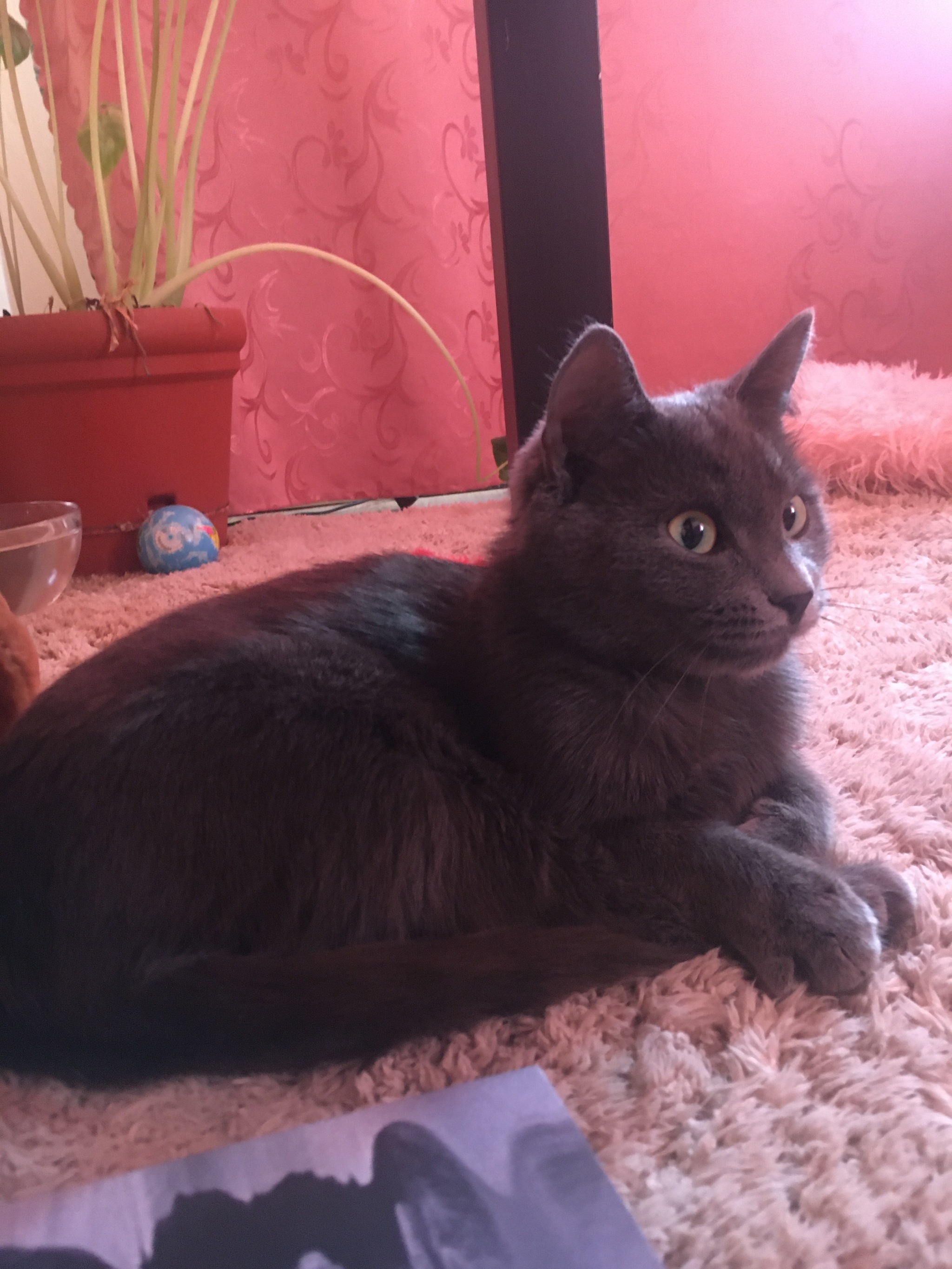 Continuation of the post “Looking for the owner! Novosibirsk - My, cat, In good hands, Found a cat, Novosibirsk, Reply to post, Longpost