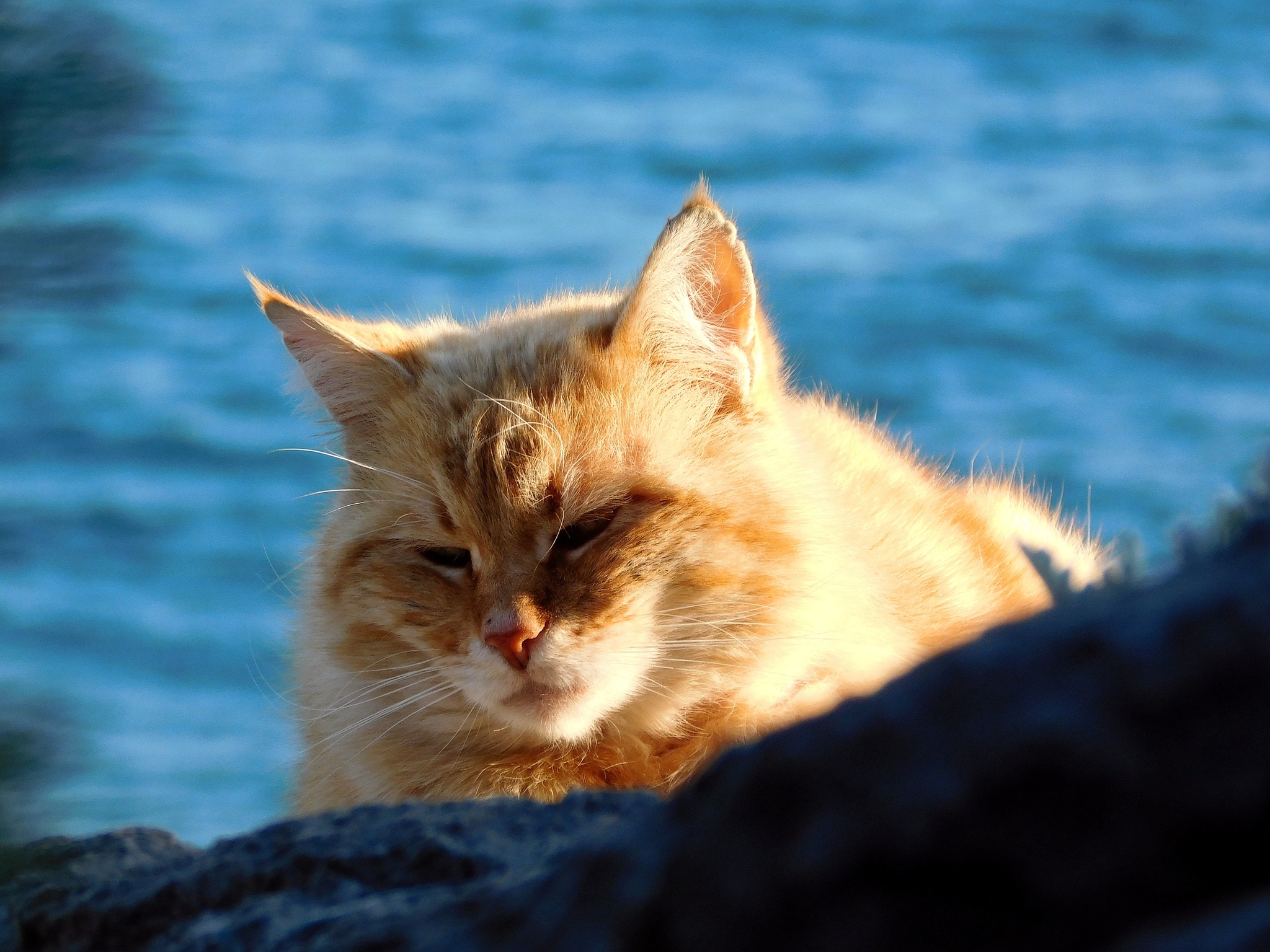 Доброе утро котик море