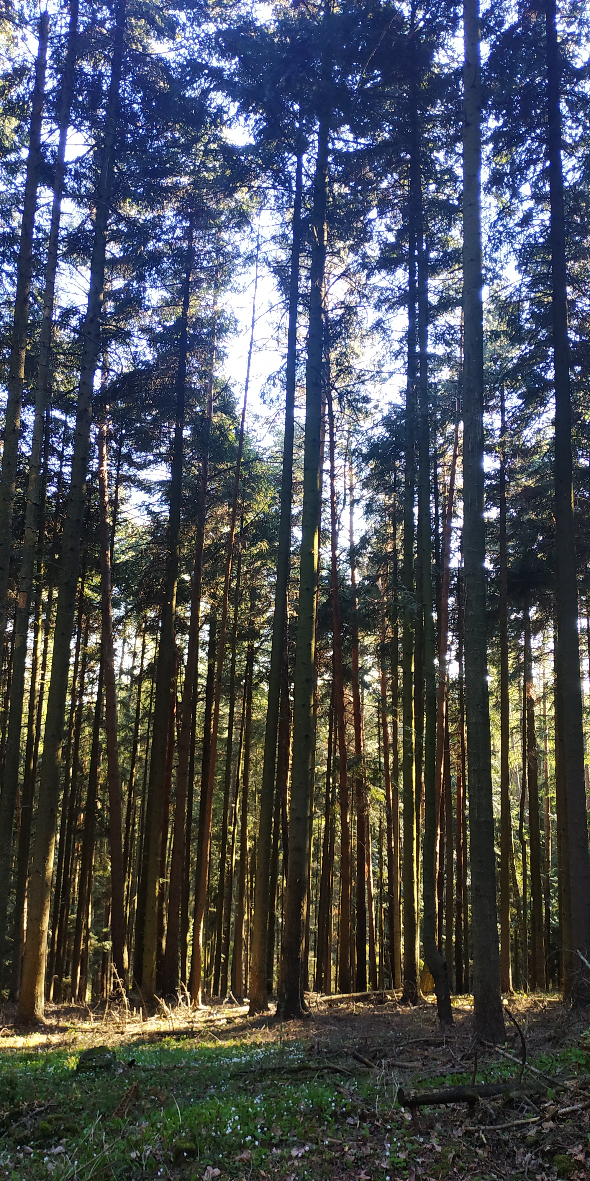 Mount Telegraph - My, Forest, Nature, Ski slope, Poland, Longpost