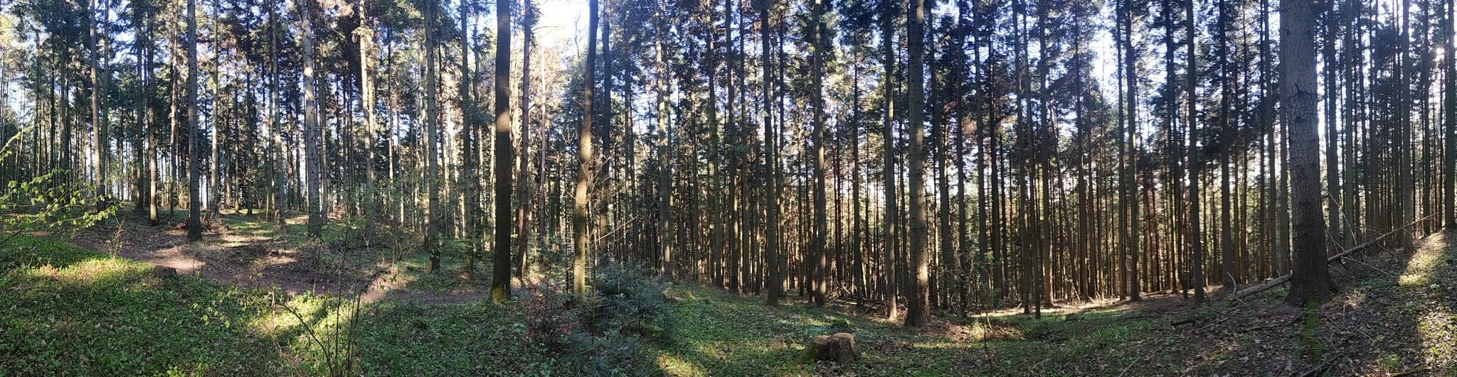 Mount Telegraph - My, Forest, Nature, Ski slope, Poland, Longpost