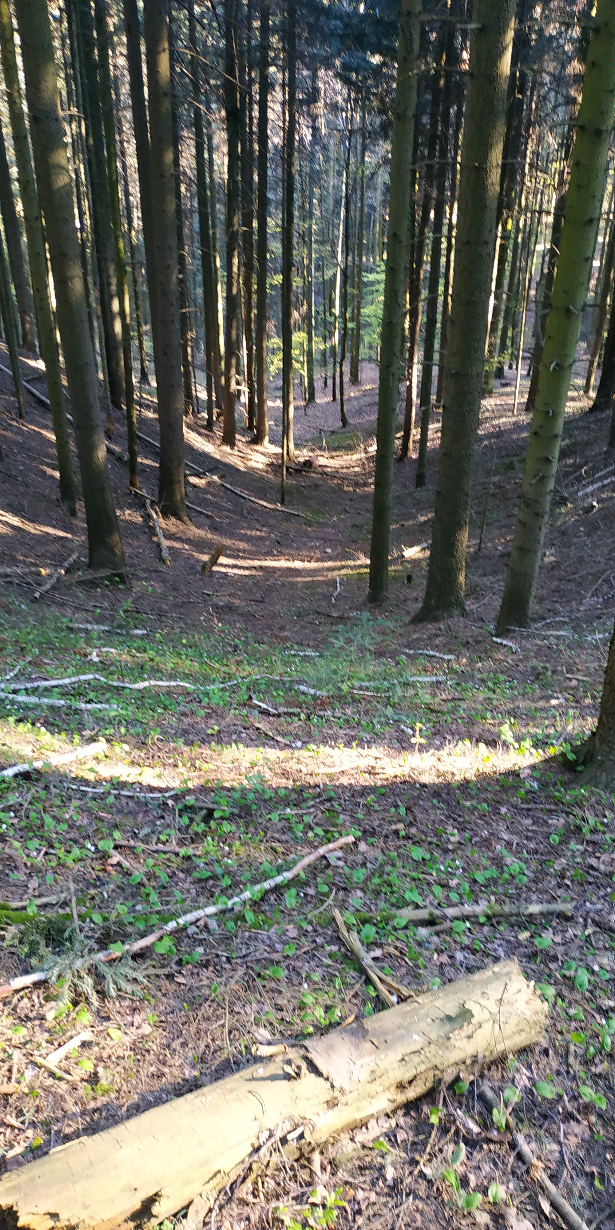 Mount Telegraph - My, Forest, Nature, Ski slope, Poland, Longpost