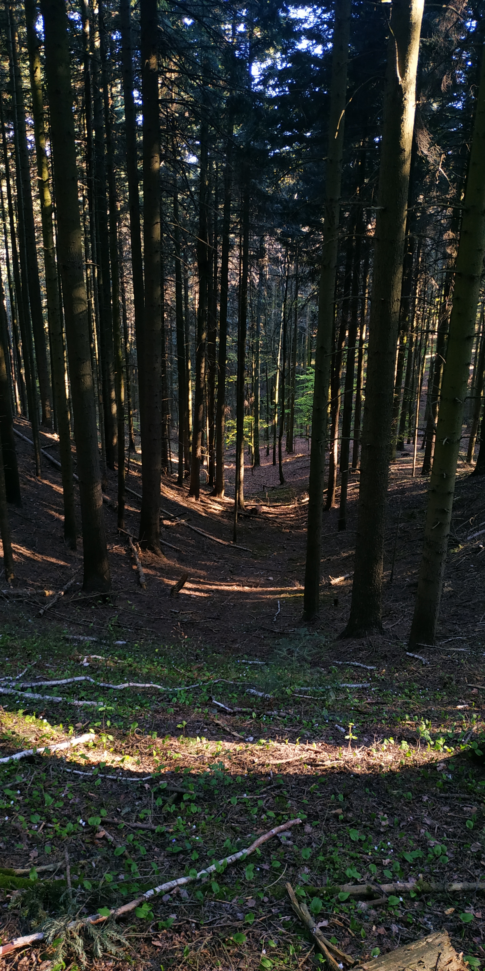 Mount Telegraph - My, Forest, Nature, Ski slope, Poland, Longpost