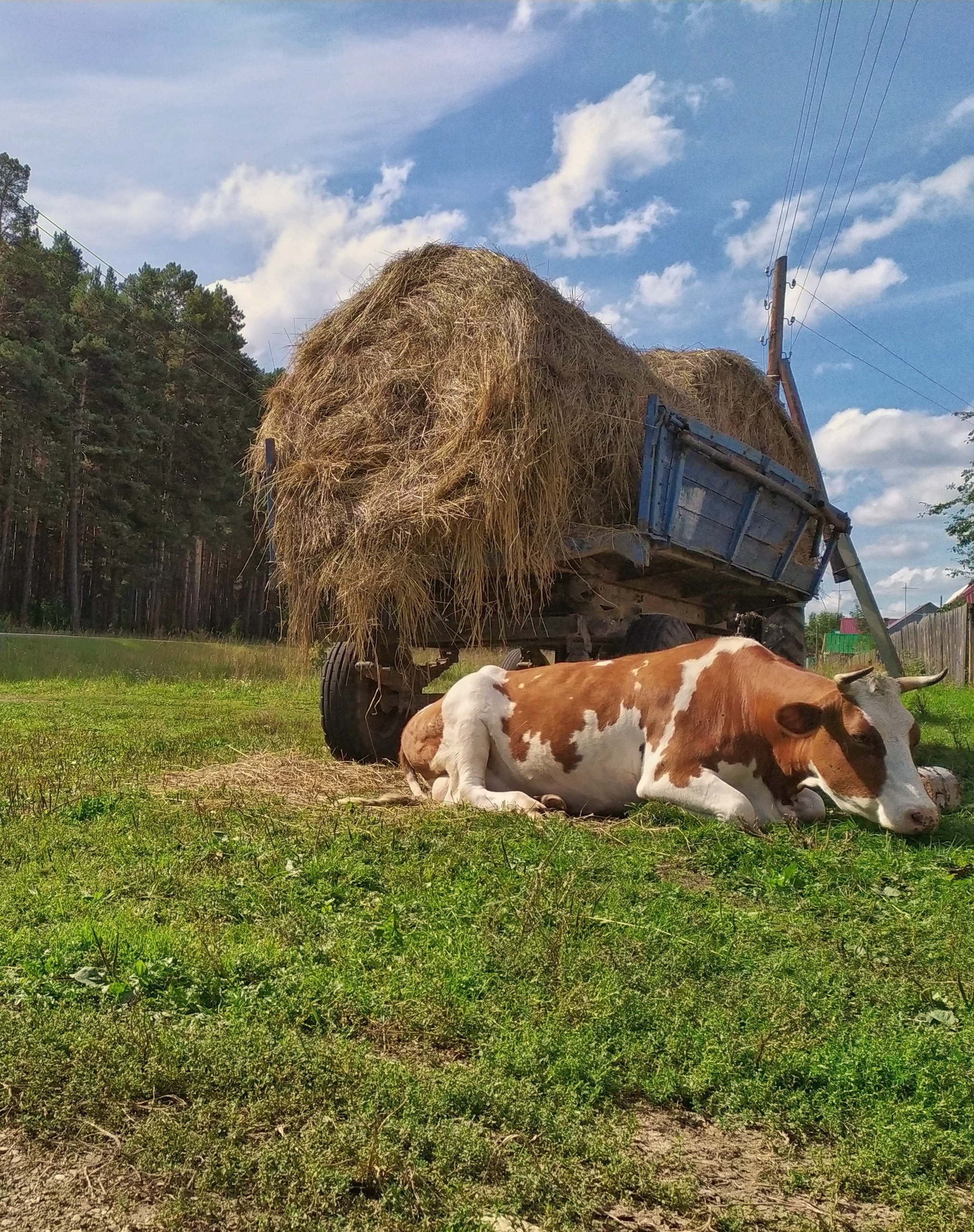 Serenity - My, Mobile photography, Village, Russia, Longpost