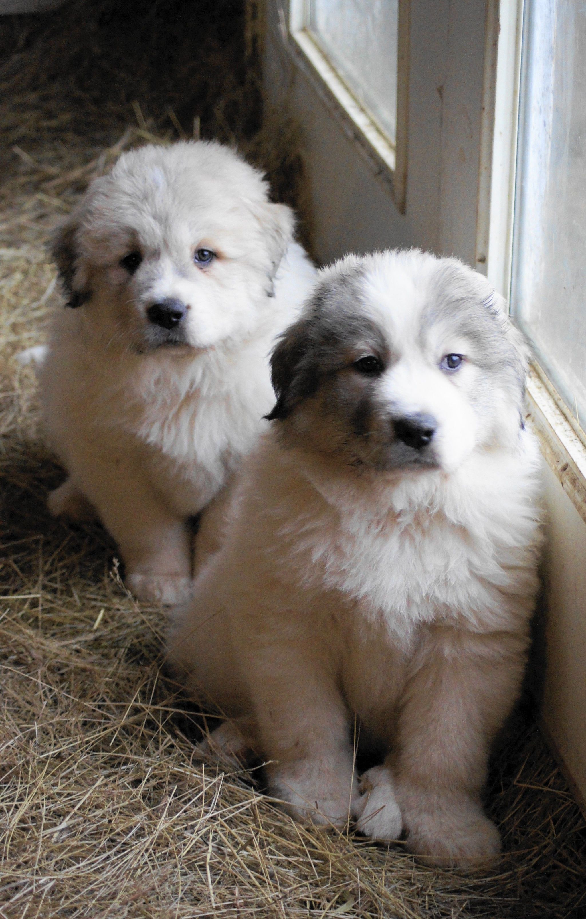 Small but big - Large Pyrenean Dog, Puppies, Milota, Dog