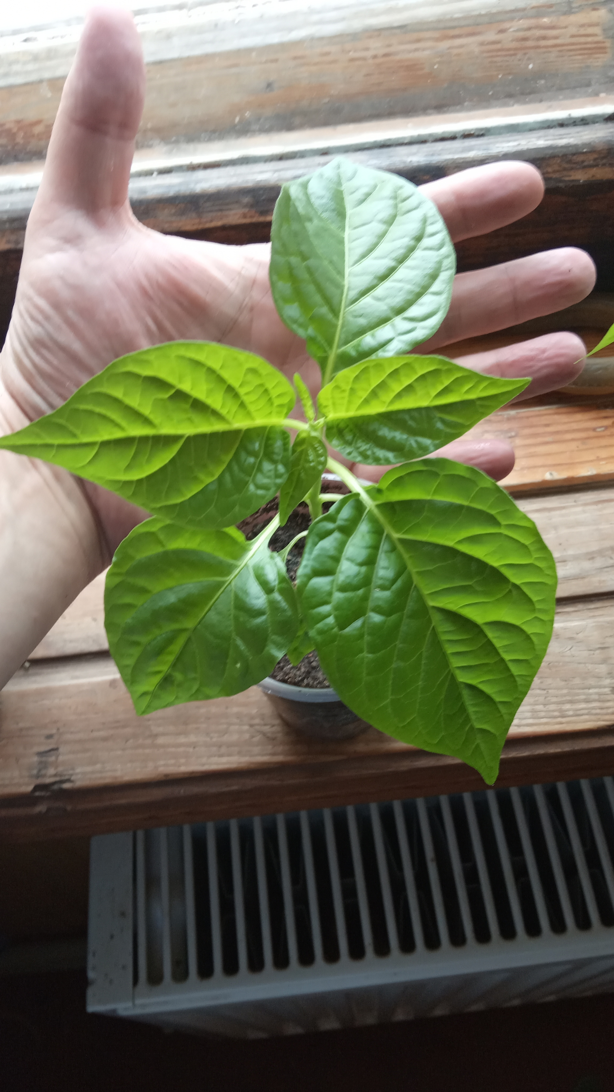 Habanero red - My, Hot peppers, Growing, Longpost