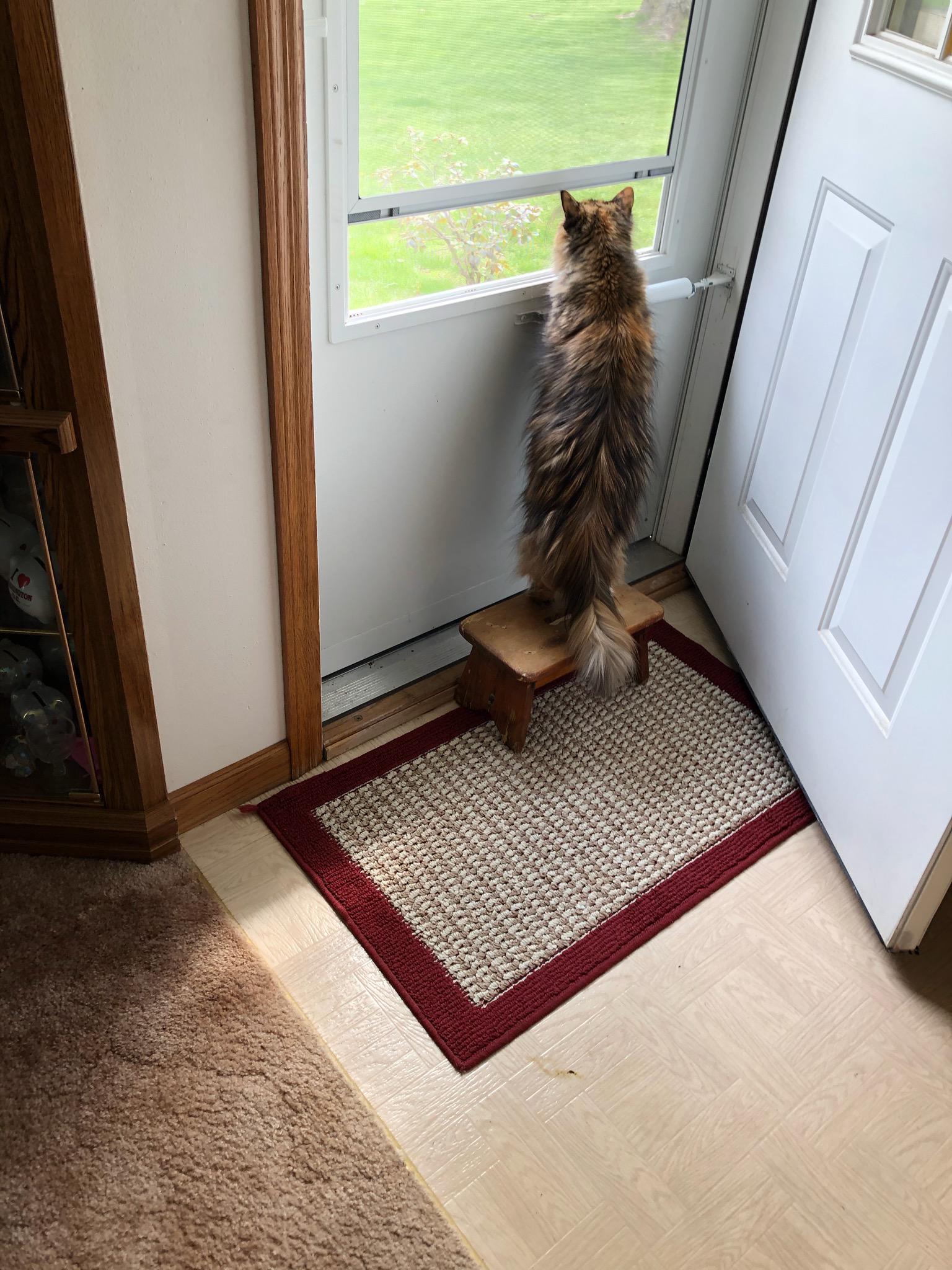 My mom sent this photo with the caption 'your dad made this little stool so the cat could look at nature' - cat, Milota