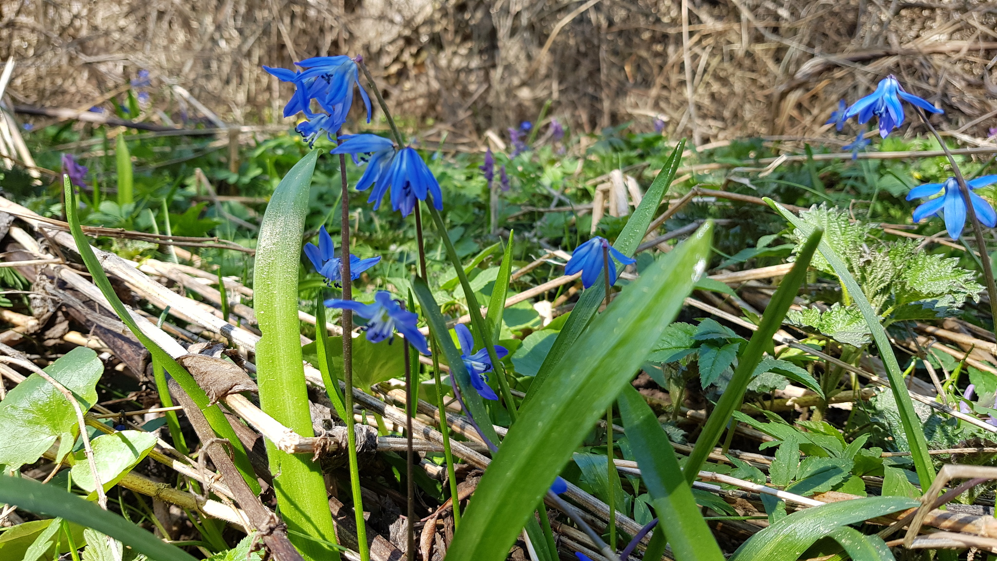 Make way for spring! - My, Spring, Flowers, Forest, Longpost