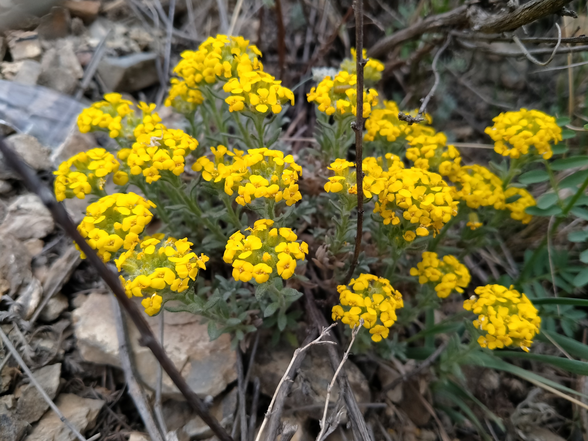 Krasnoyarsk flowers - My, The nature of Russia, Flowers, Spring, Krasnoyarsk, Longpost