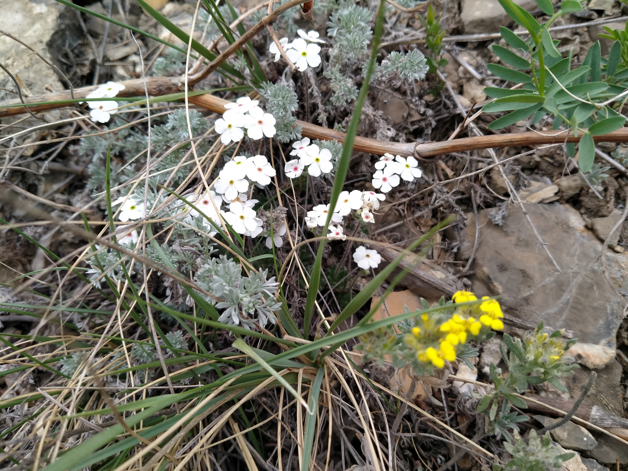 Krasnoyarsk flowers - My, The nature of Russia, Flowers, Spring, Krasnoyarsk, Longpost