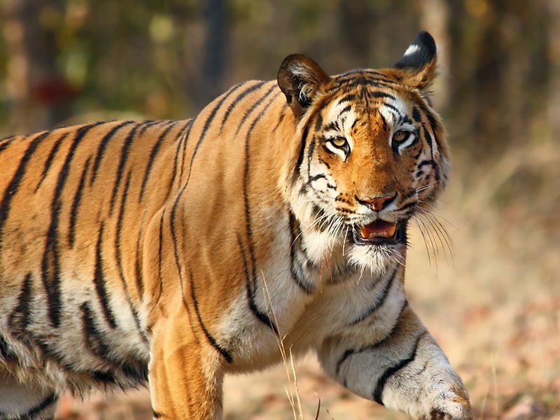 A long journey to India. Bengal tiger sets a record - Tiger, India, Travels, Record, Big cats, Longpost