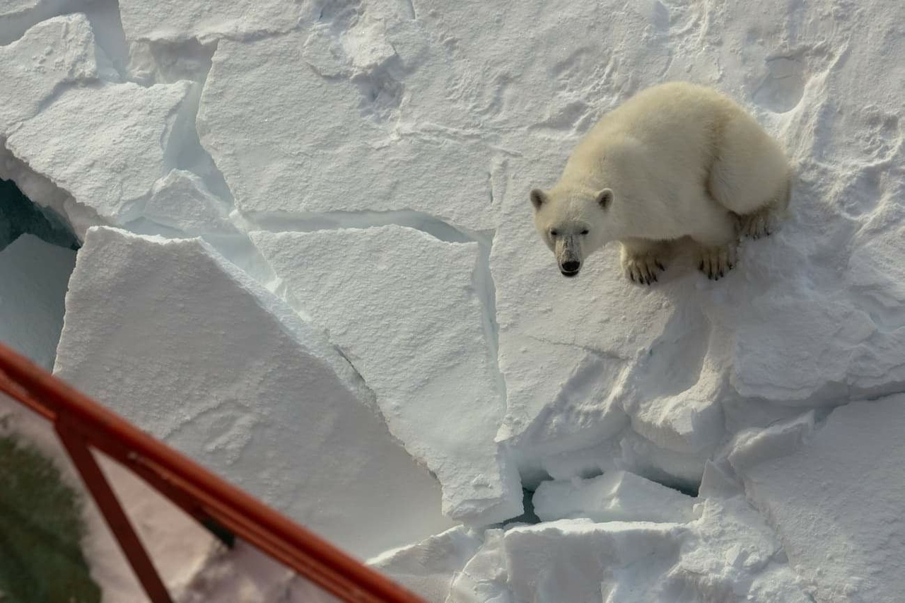 Polar bears approach nuclear icebreakers - The photo, The Bears, Polar bear, Longpost