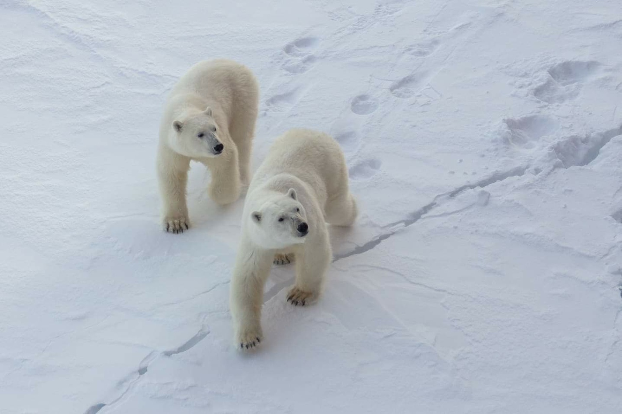 Polar bears approach nuclear icebreakers - The photo, The Bears, Polar bear, Longpost