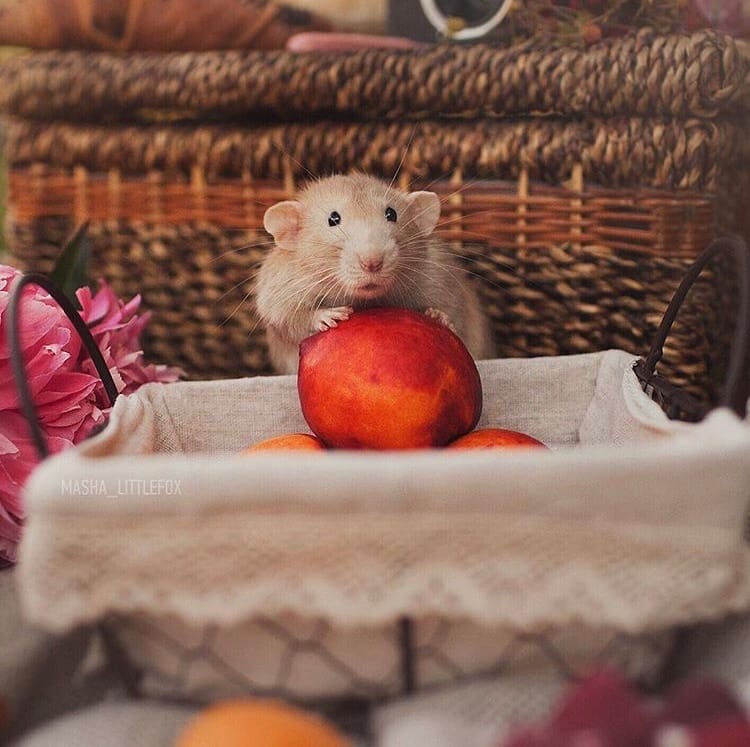 About the red rat Apricot in photographs - My, Rat, Decorative rats, Rat dumbo, Longpost, Animals