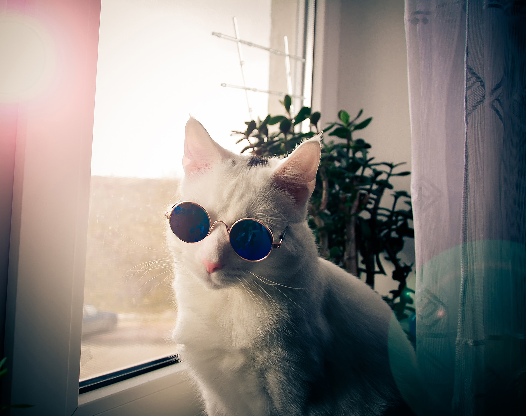Брутальный кот | Пикабу