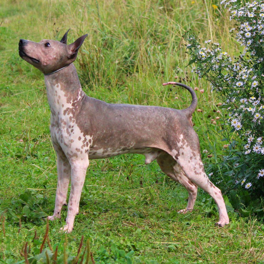 Mexican Hairless Xoloitzcuintle Dog - My, Dog, Animals, Nature, Russia, Pets, Puppies, Interesting, Longpost