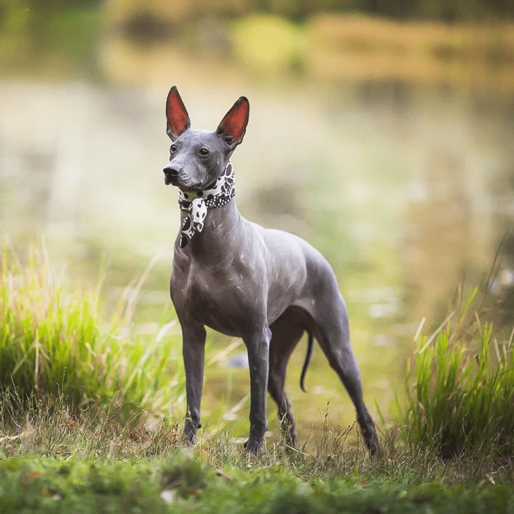 Mexican Hairless Xoloitzcuintle Dog - My, Dog, Animals, Nature, Russia, Pets, Puppies, Interesting, Longpost