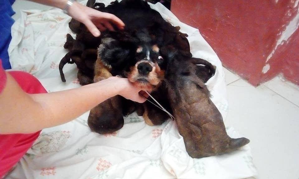 A man discovered a strange creature in his neighbors' yard. It turned out that this is a purebred dog, and the dog urgently needs help - Tangles, Cocker Spaniel, Animal Rescue, Kindness, Longpost, Dog