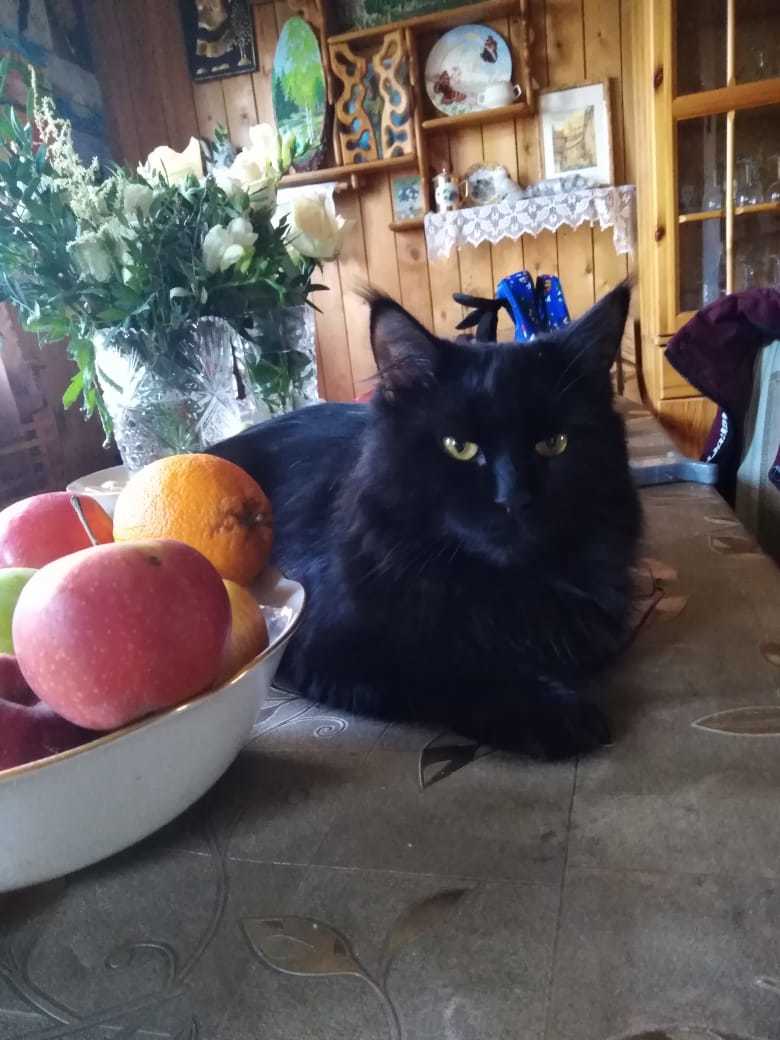 - And you won’t go anywhere today? - My, cat, Table, Impudence, Black cat