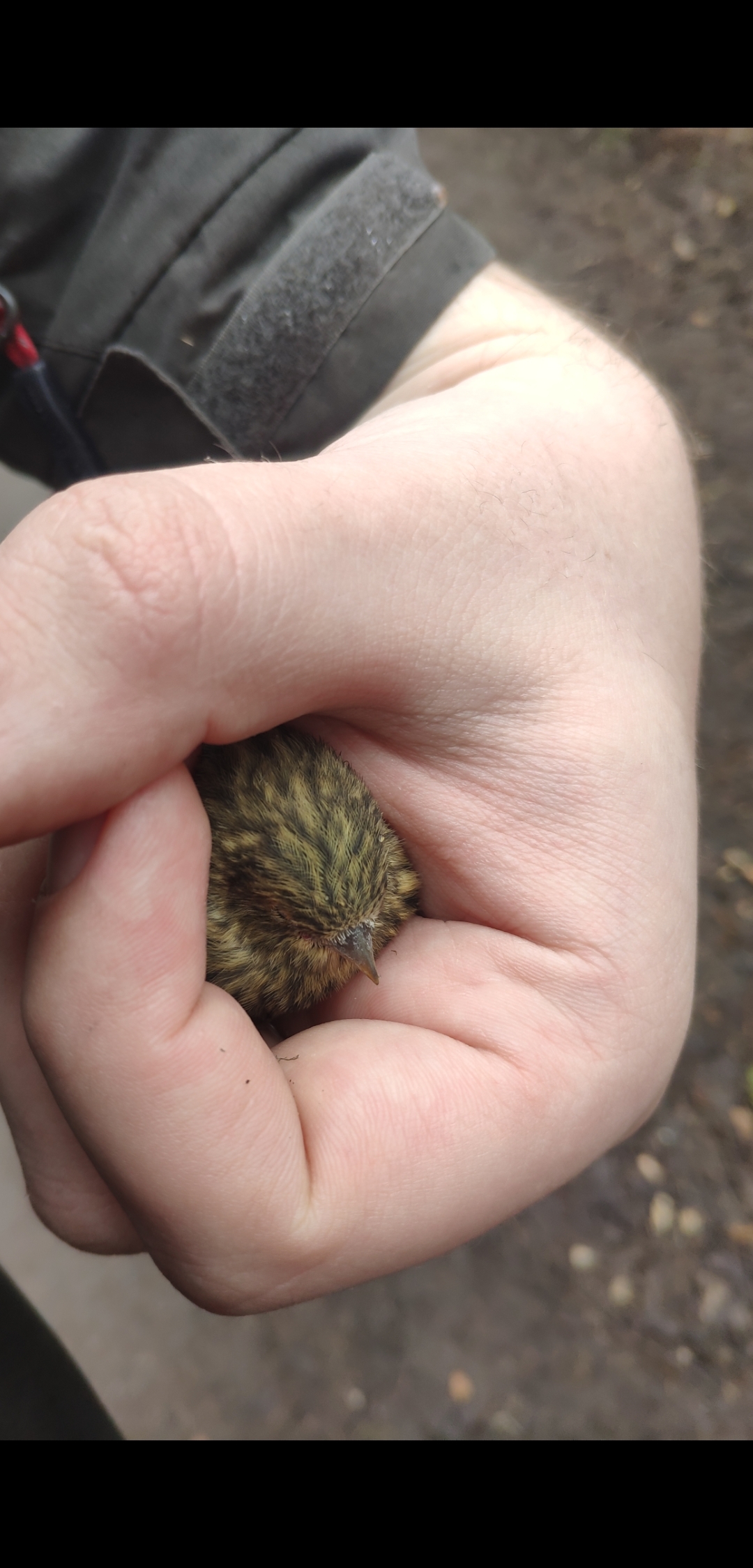 [not relevant, the bird is free] Help me identify the chick and what to do? - No rating, Sosnovka Park, Chick, Ornithology League, Ornithology, Bird watchers, Longpost